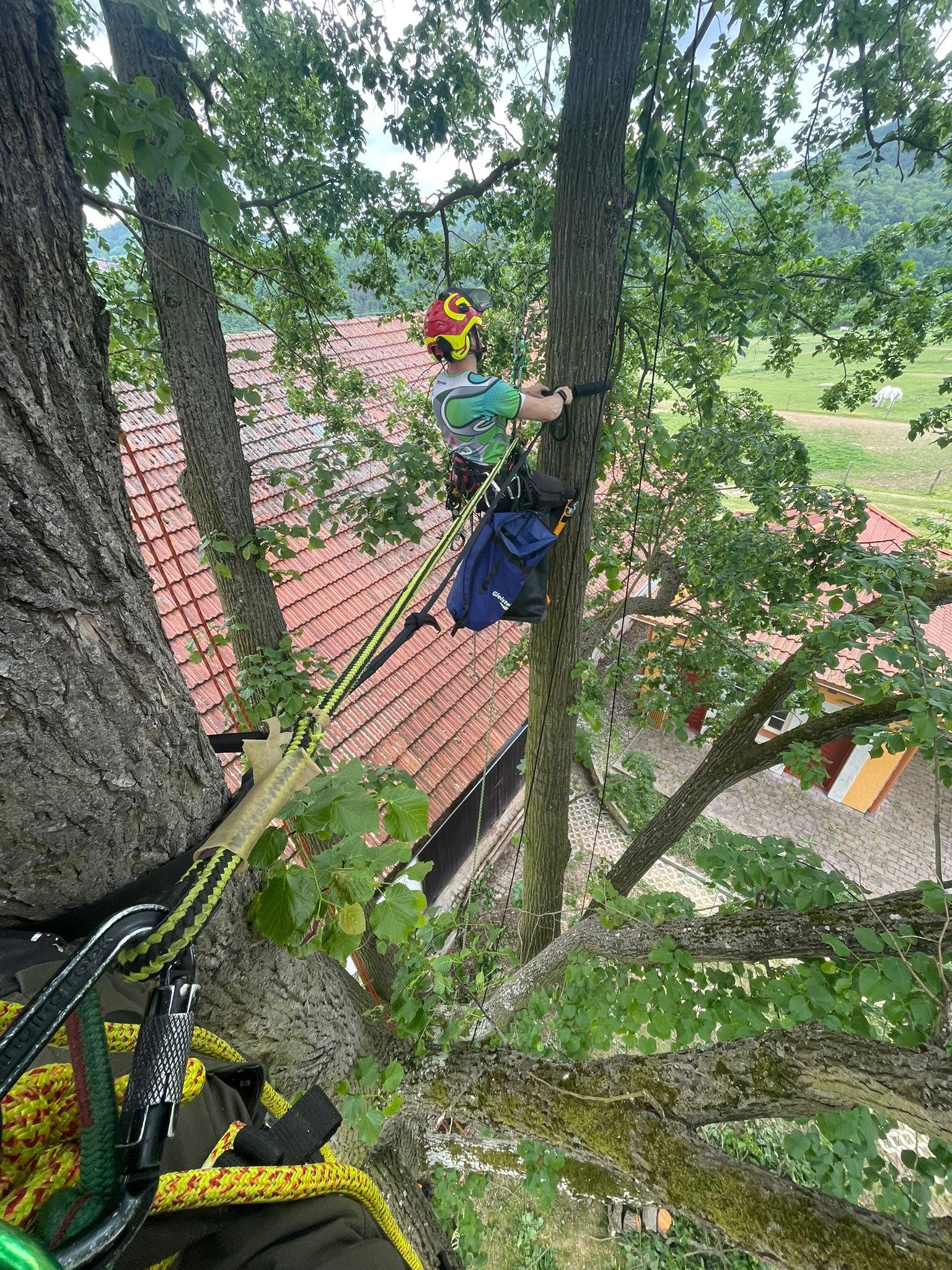 Rizikové kácení stromů - Ondřej Hodný foto 2