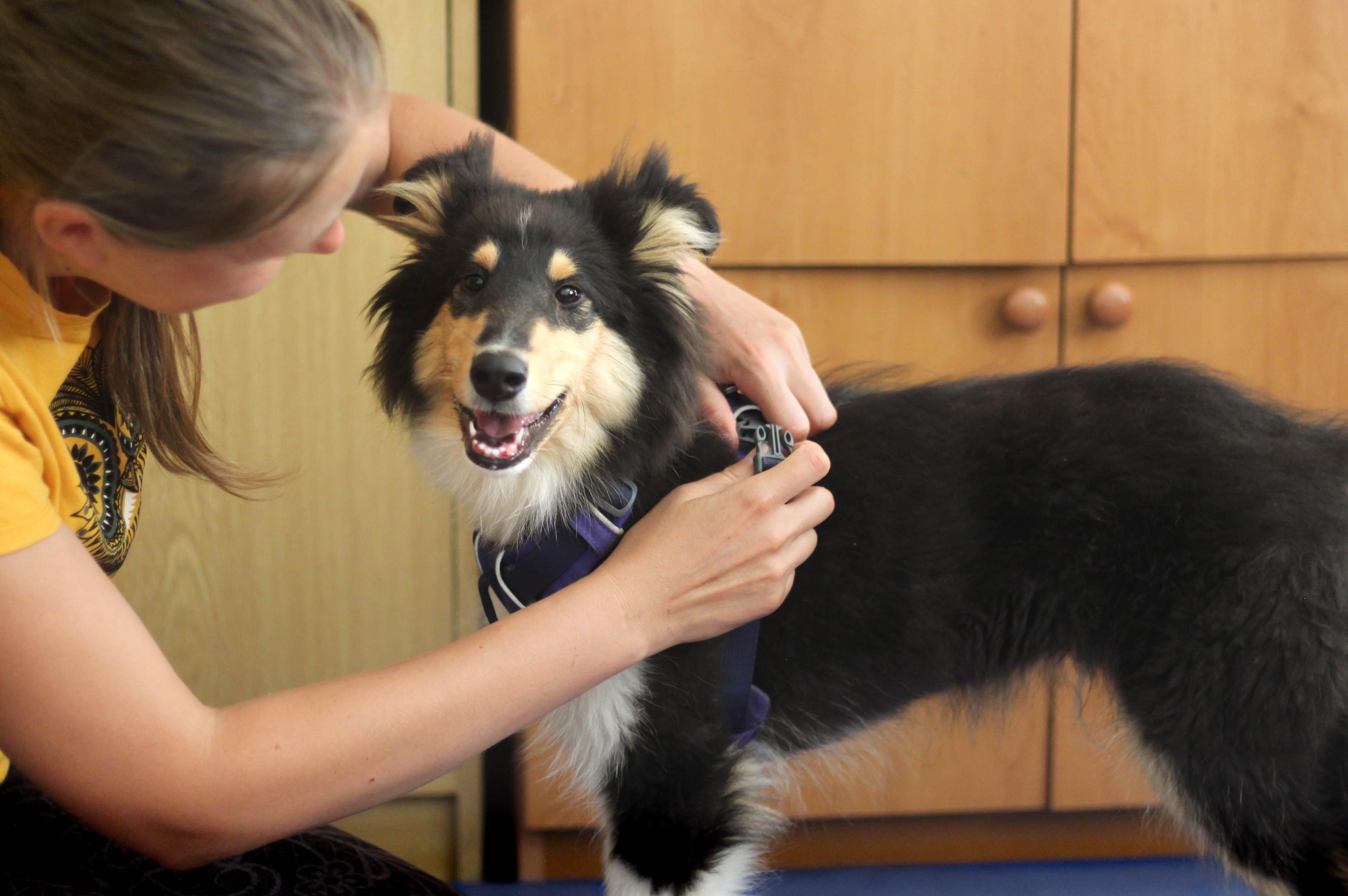 Psi umělci - Ing. Veronika Kučeriková