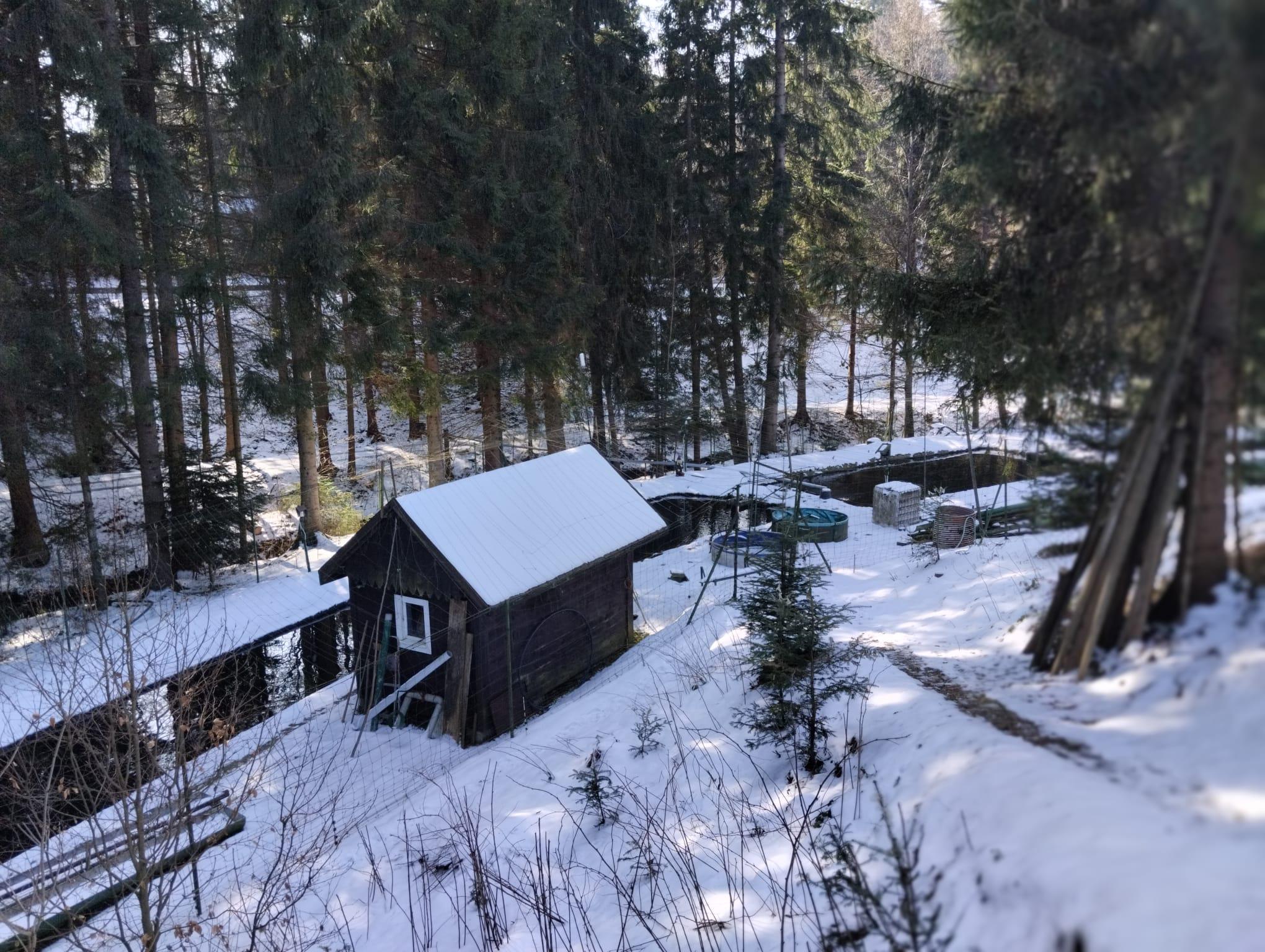 Petr Janečka, chov a prodej ryb foto 1