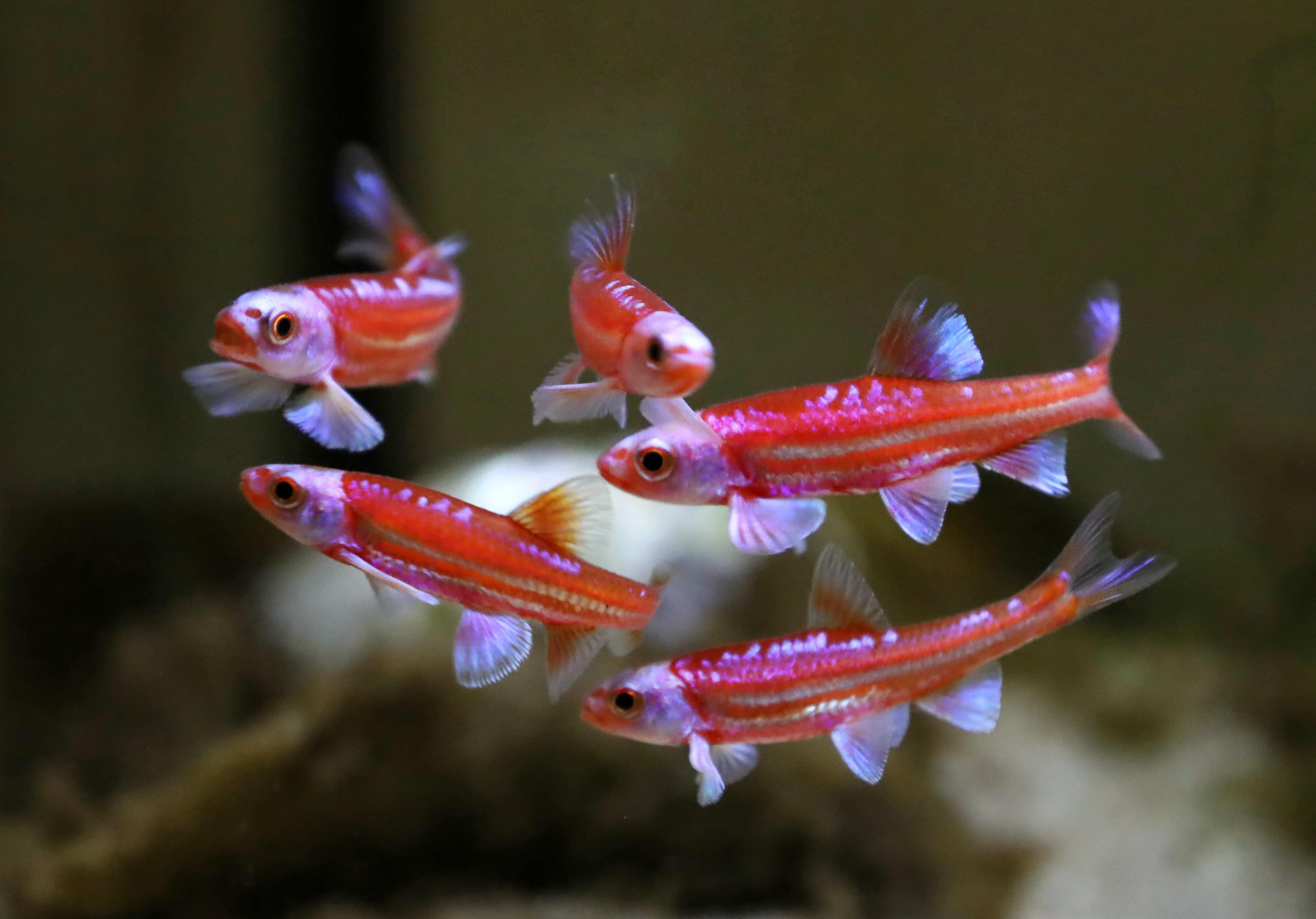 Veřejné akvárium v České Lípě foto 6