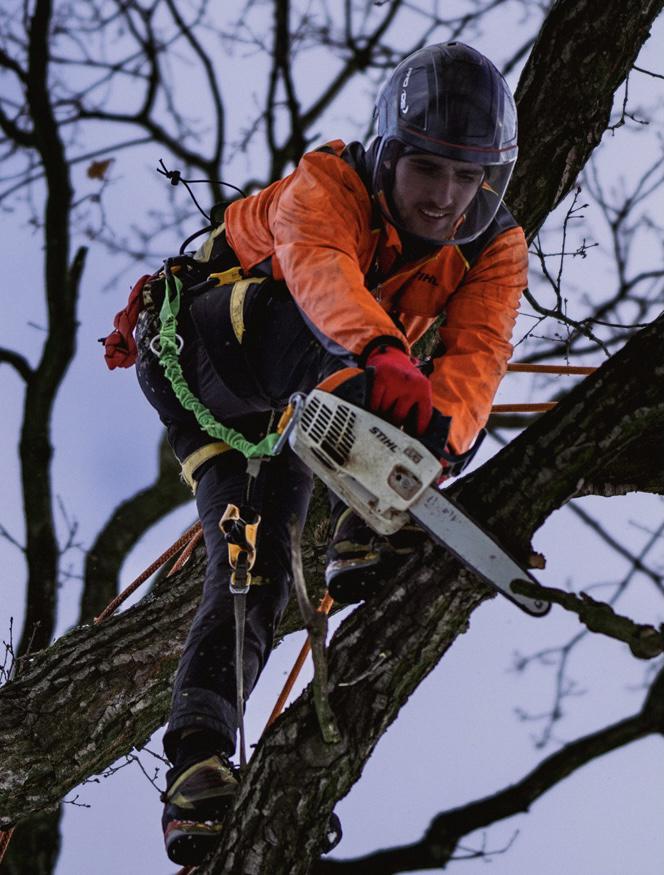 Roman Vasiljev - Práce na stromě foto 6