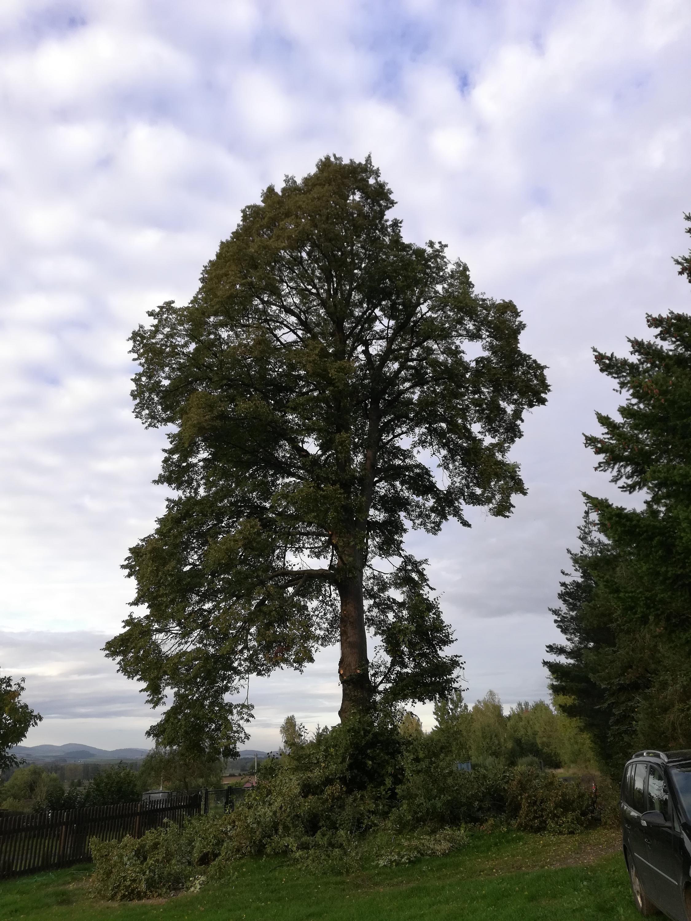 Tomáš Votava - arborista foto 6