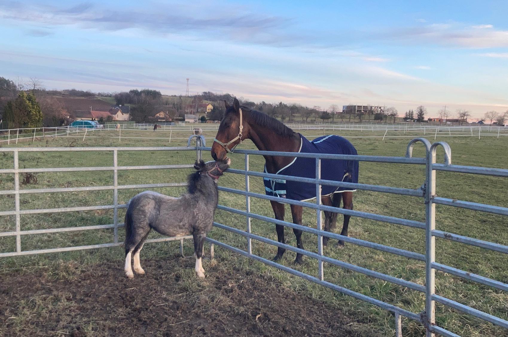 Jezdecká stáj Damwel