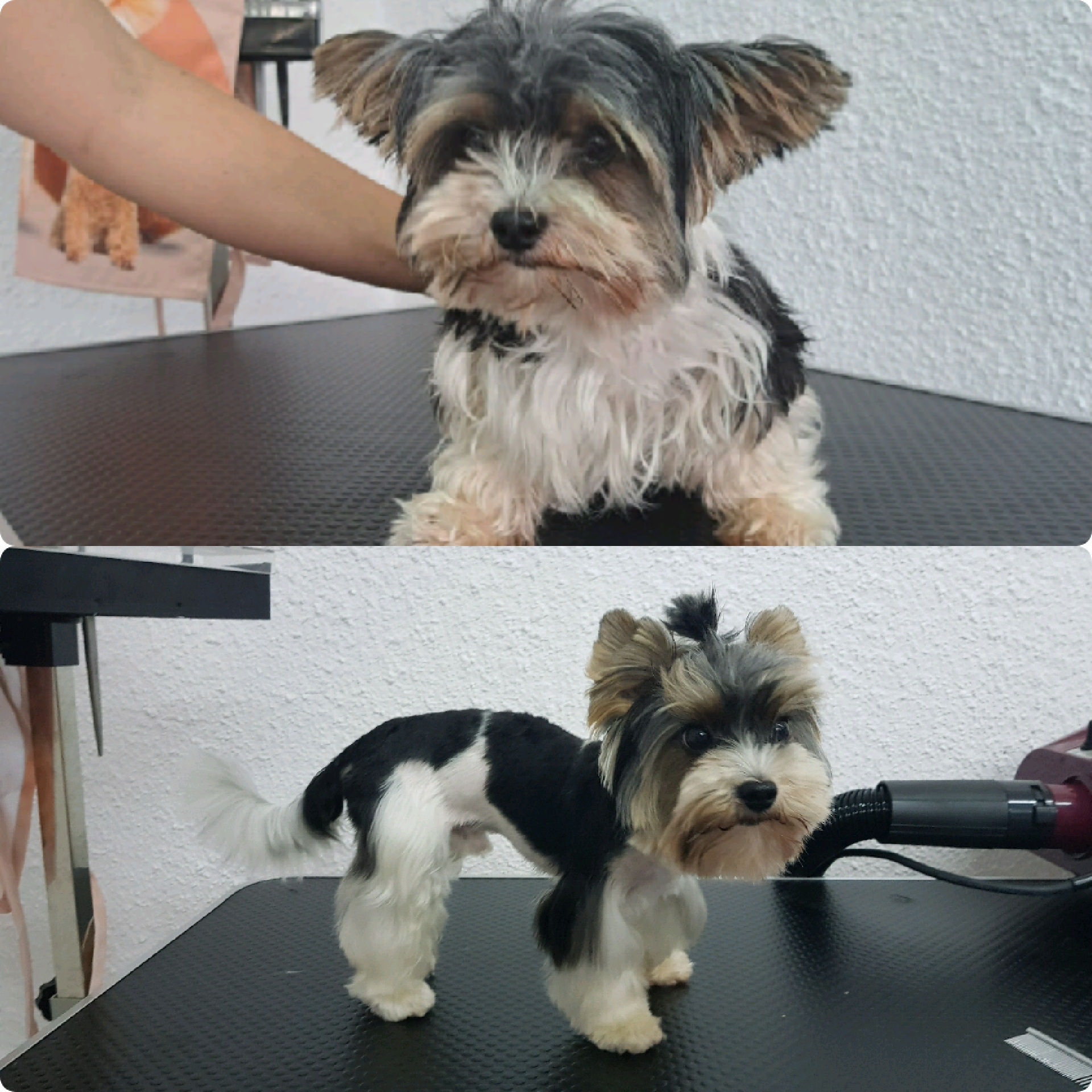 Psí salon Asteya foto 4