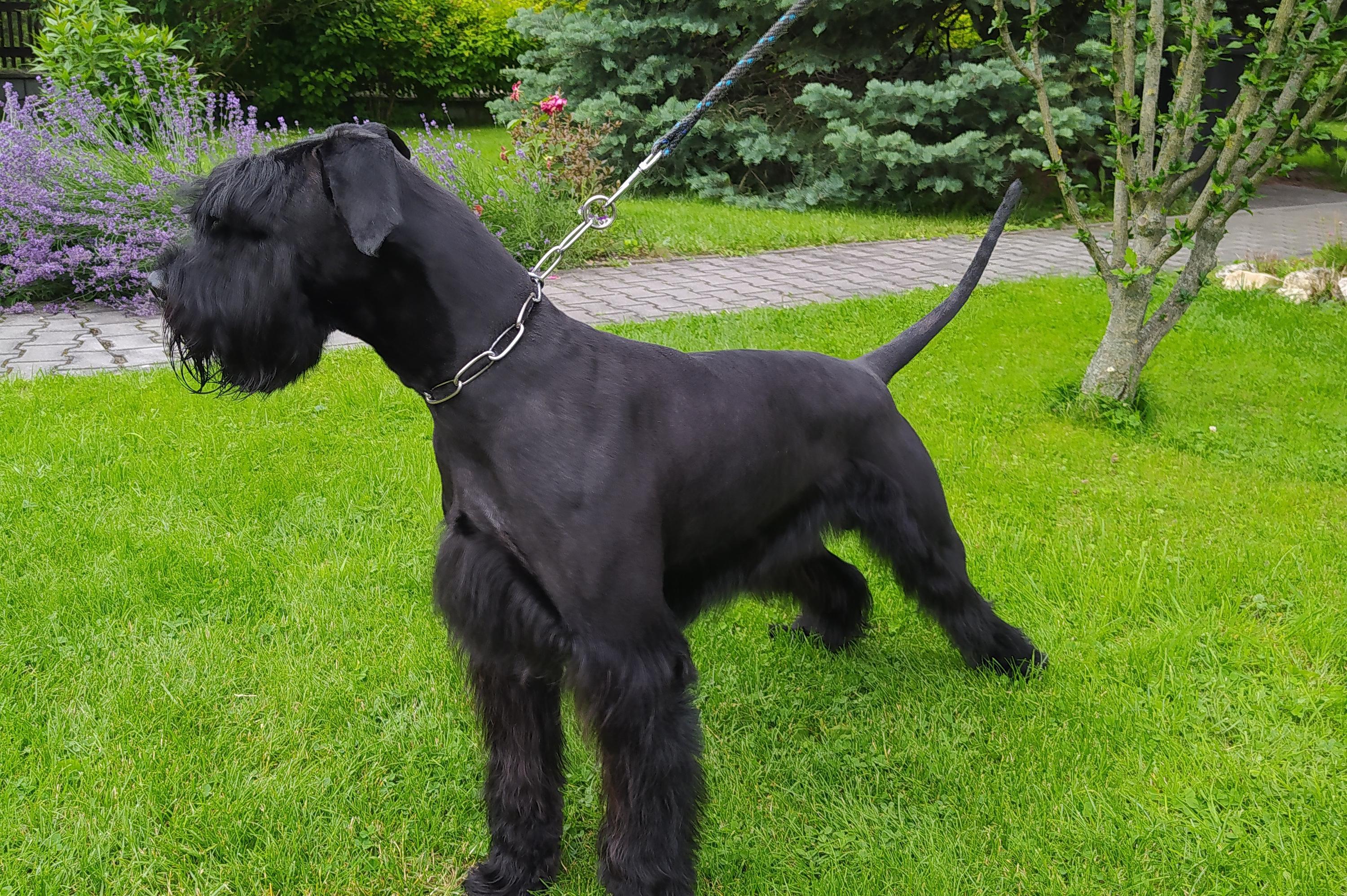 Stříhání psů - Pavlína Zurynková