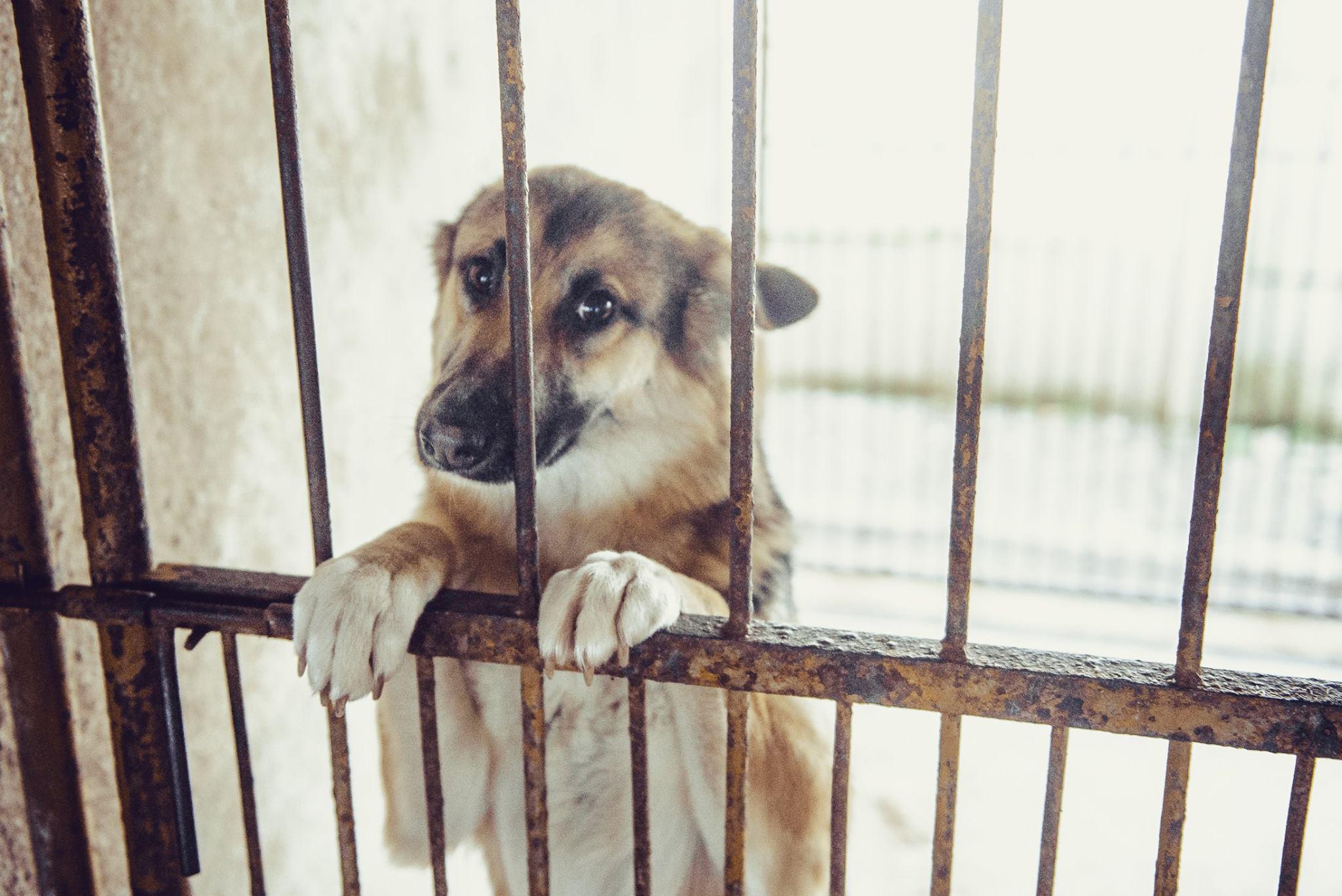 Česká společnost přátel zvířat, z.s., Útulek ,, Psí domov" Řepnice foto 5