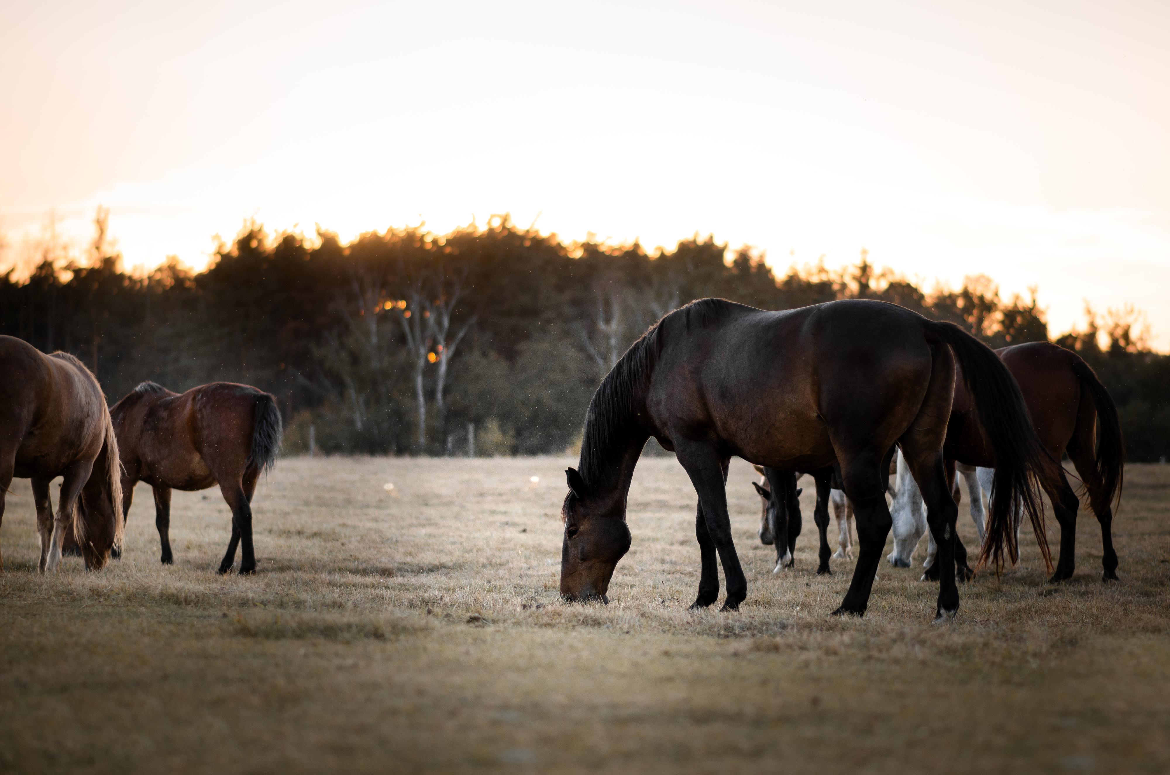 Jezdecký oddíl TJ Slavoj Plzeň z. s. foto 2