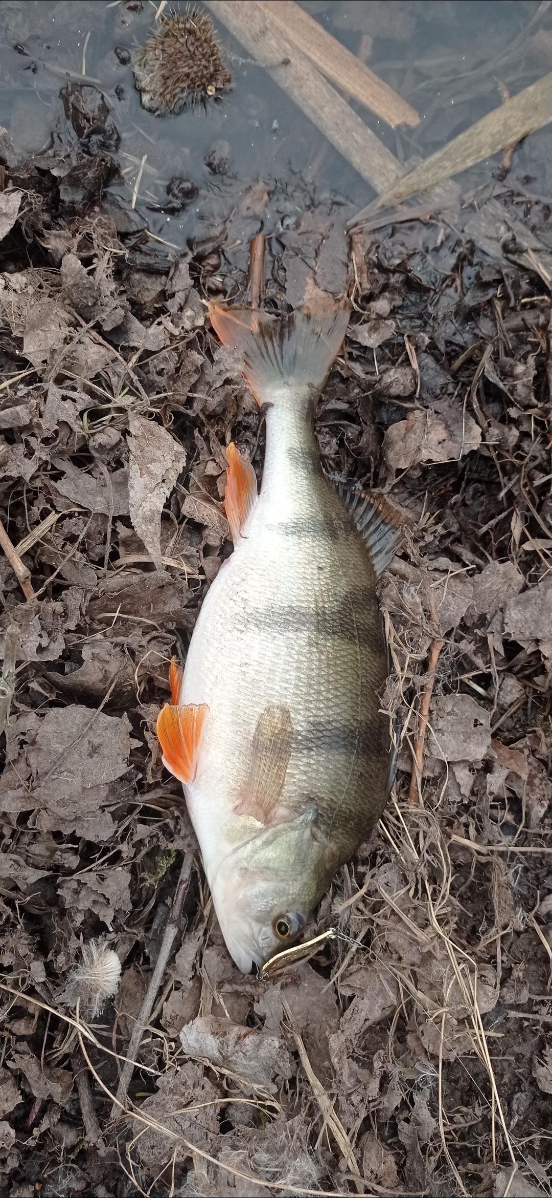 Zukalův rybník foto 5