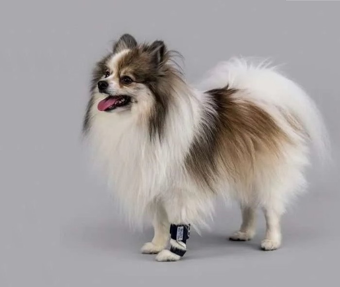 UltraPet foto 2
