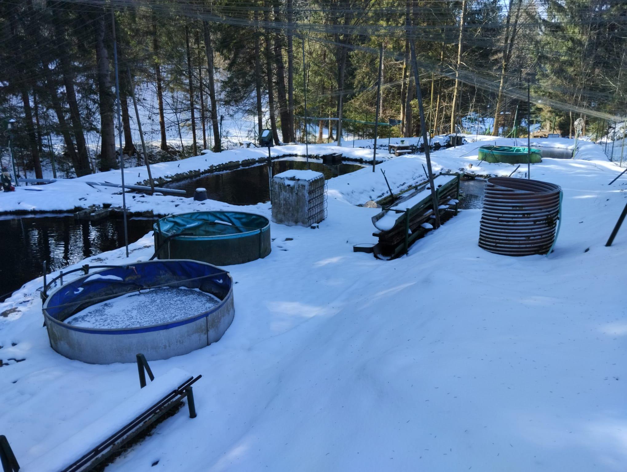 Petr Janečka, chov a prodej ryb foto 3