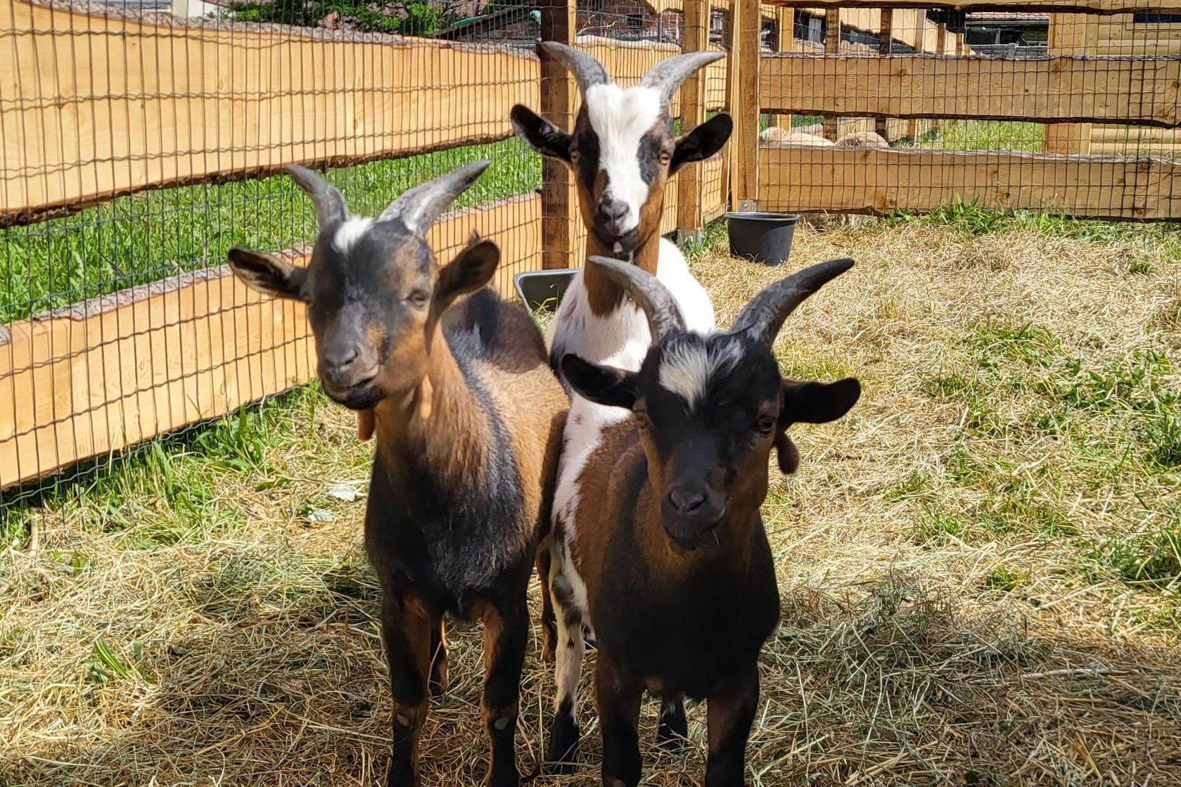 Rodinný statek pod Lichnicí