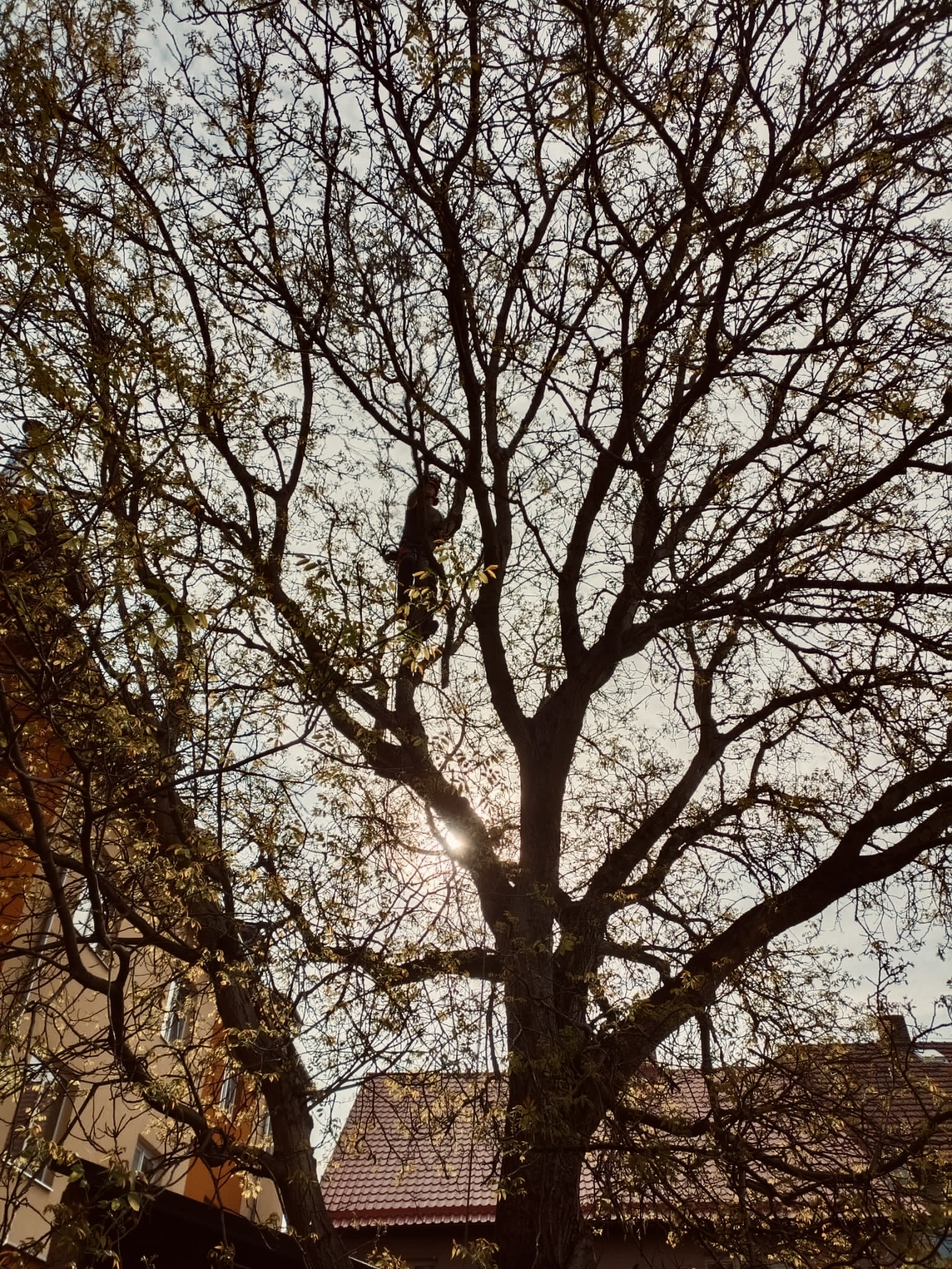 Rizikové kácení - Karel Matzner foto 2