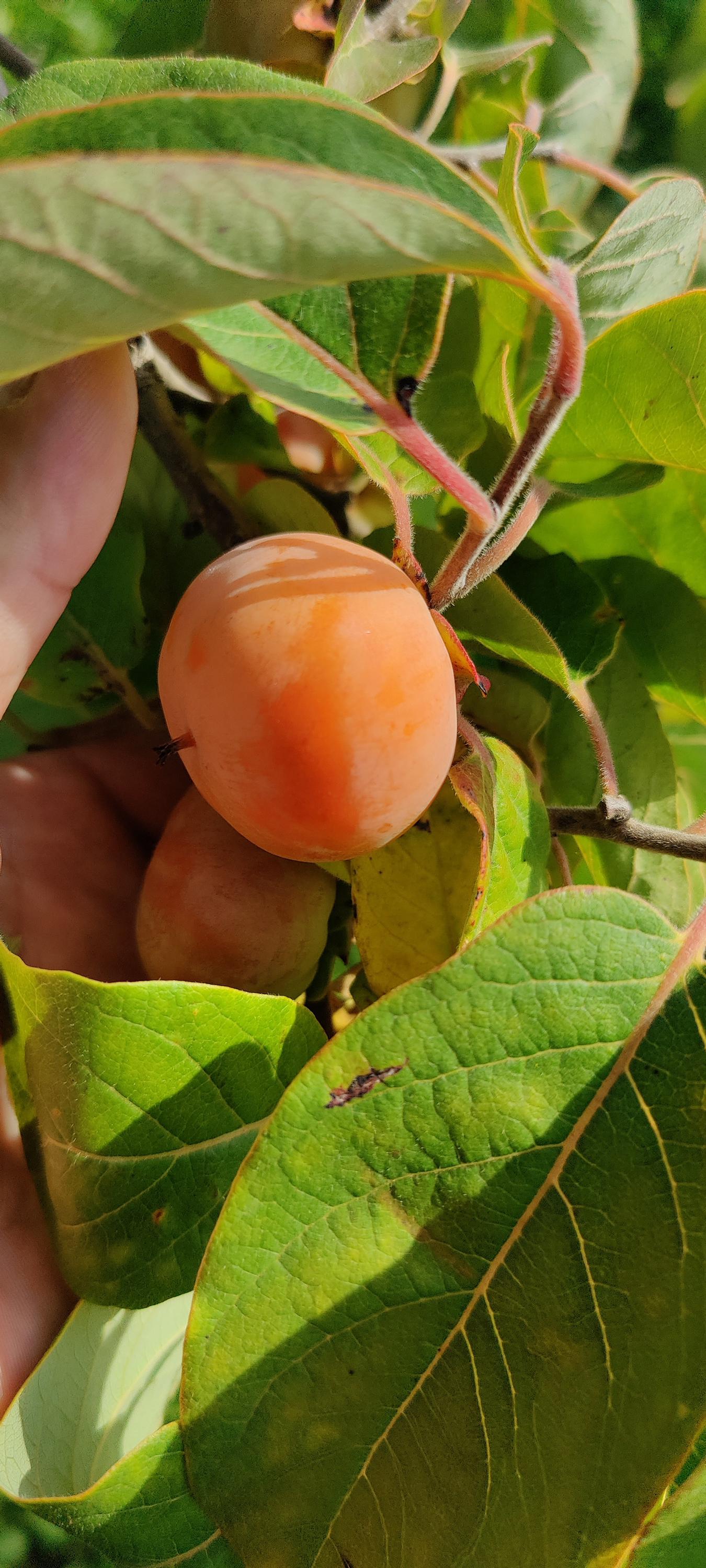 Netradiční Ovoce - Ing. Martin Stanko foto 4