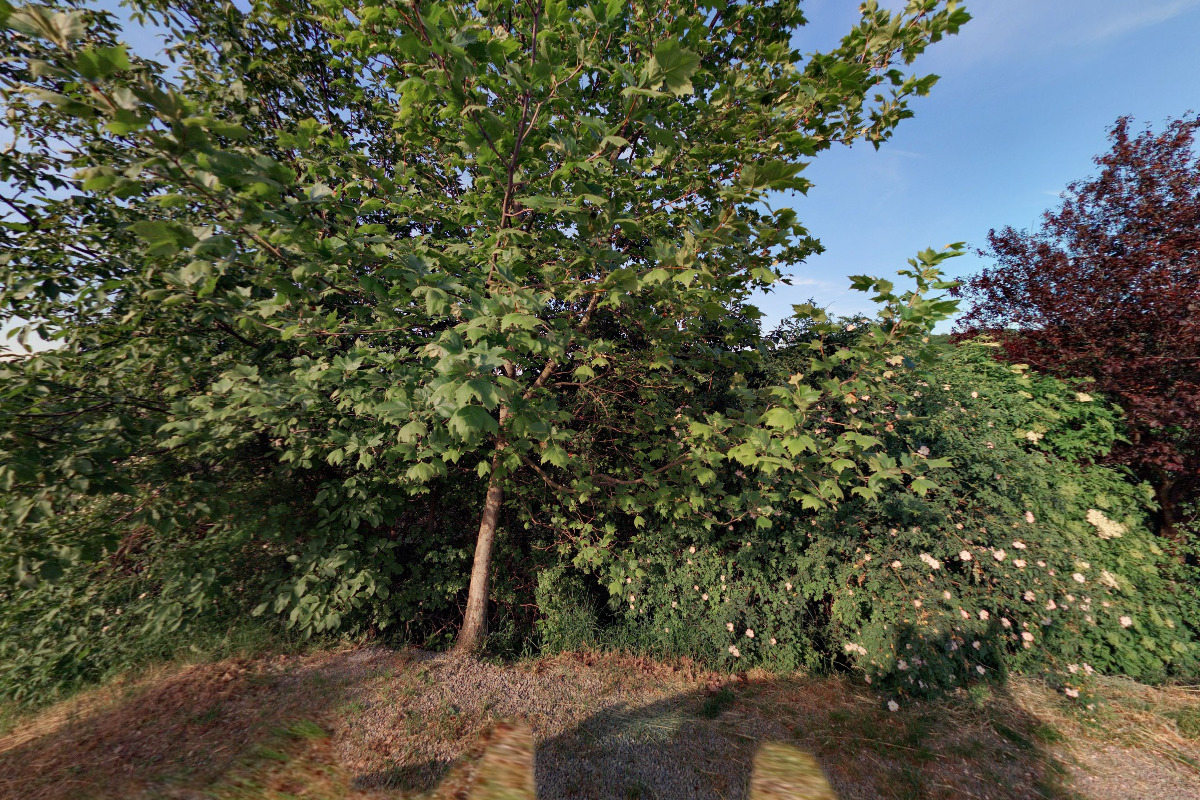 Martin Peňáz - prodej česneku