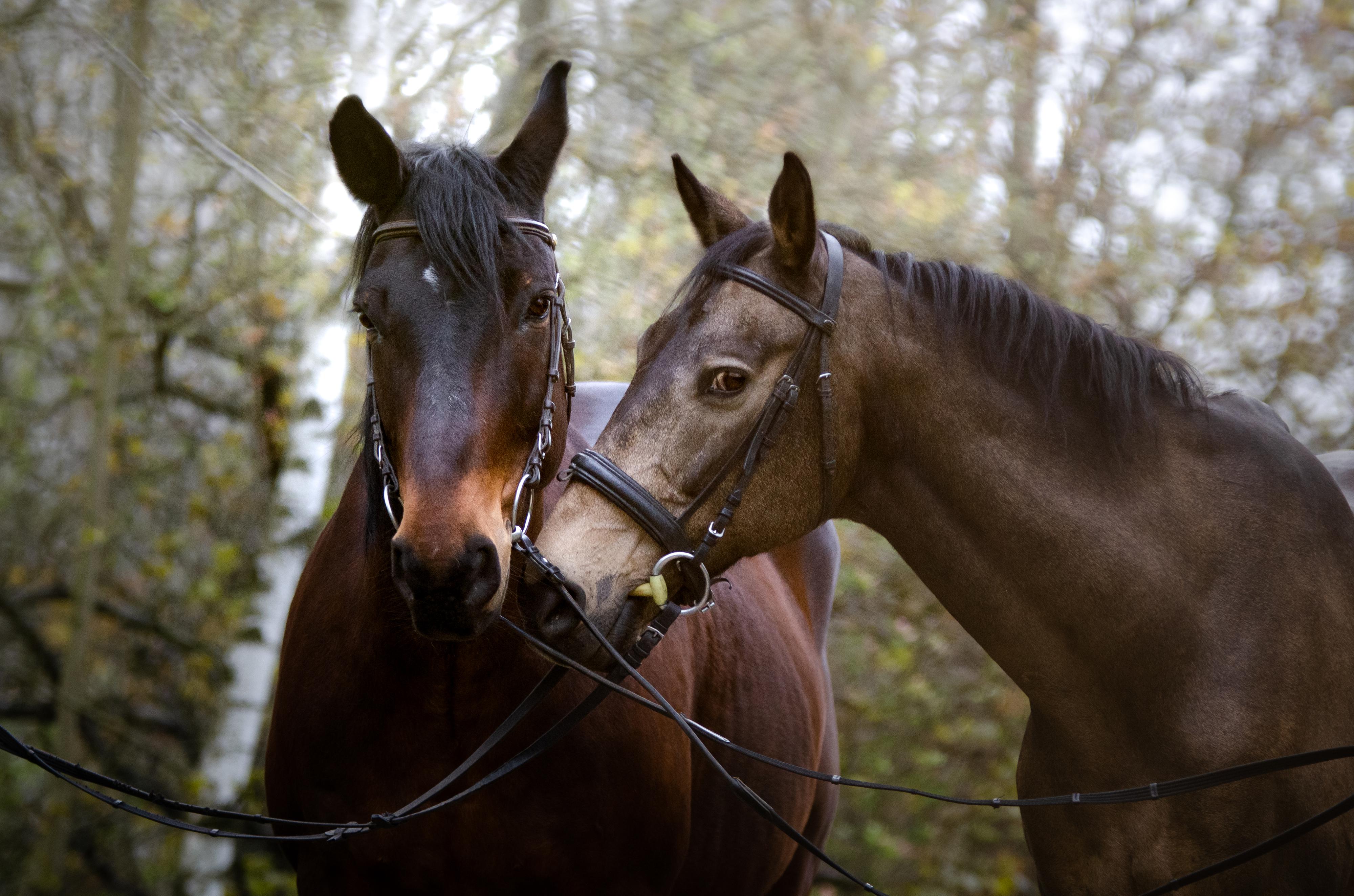 Jezdecký oddíl TJ Slavoj Plzeň z. s. foto 3