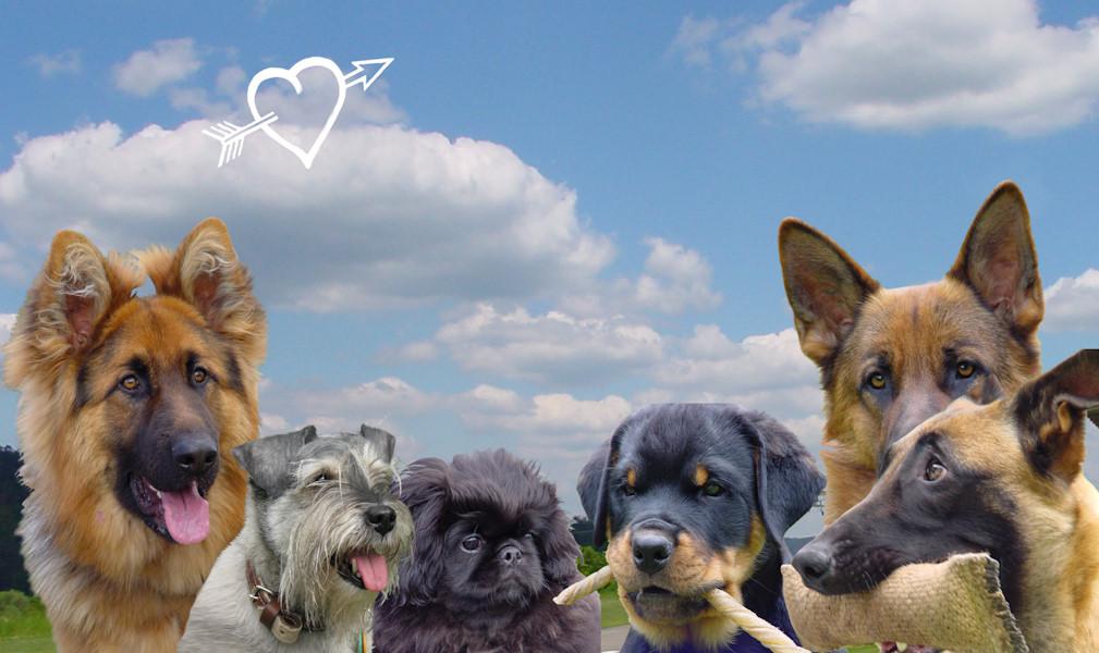 Marta Skálová - Výcvik psů foto 3