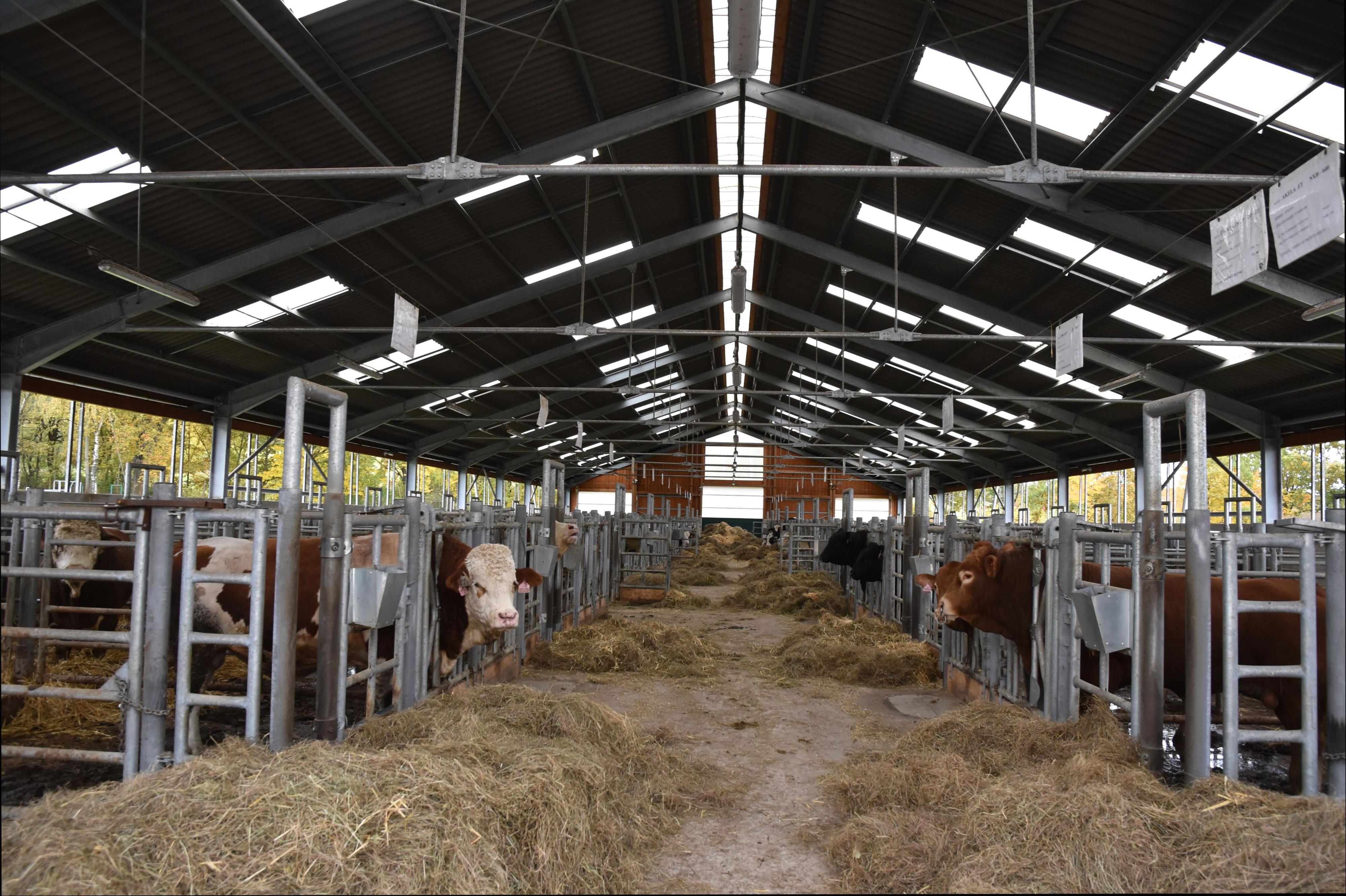 Inseminační stanice býků