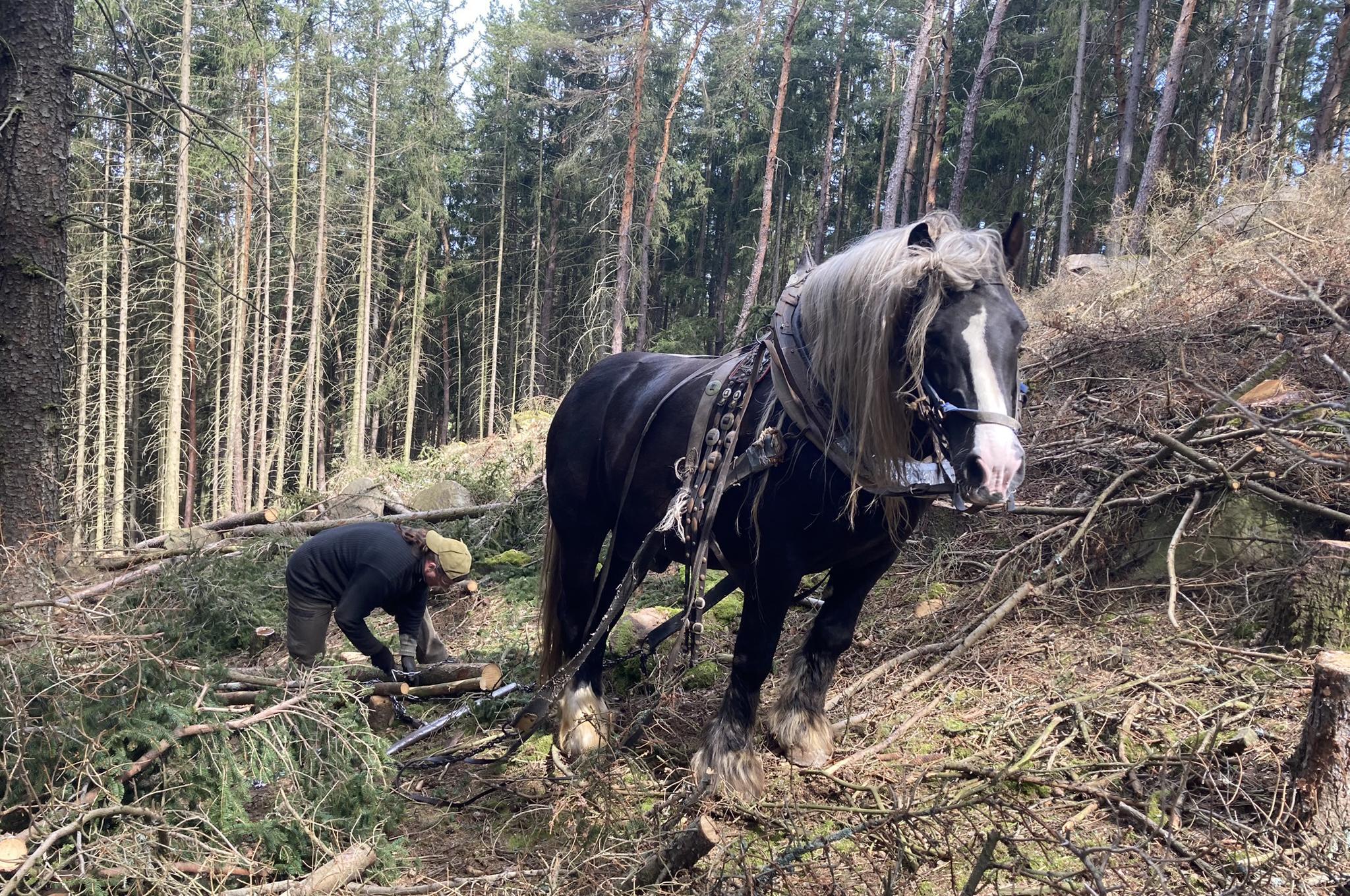 Lesní pohotovost Bartoš