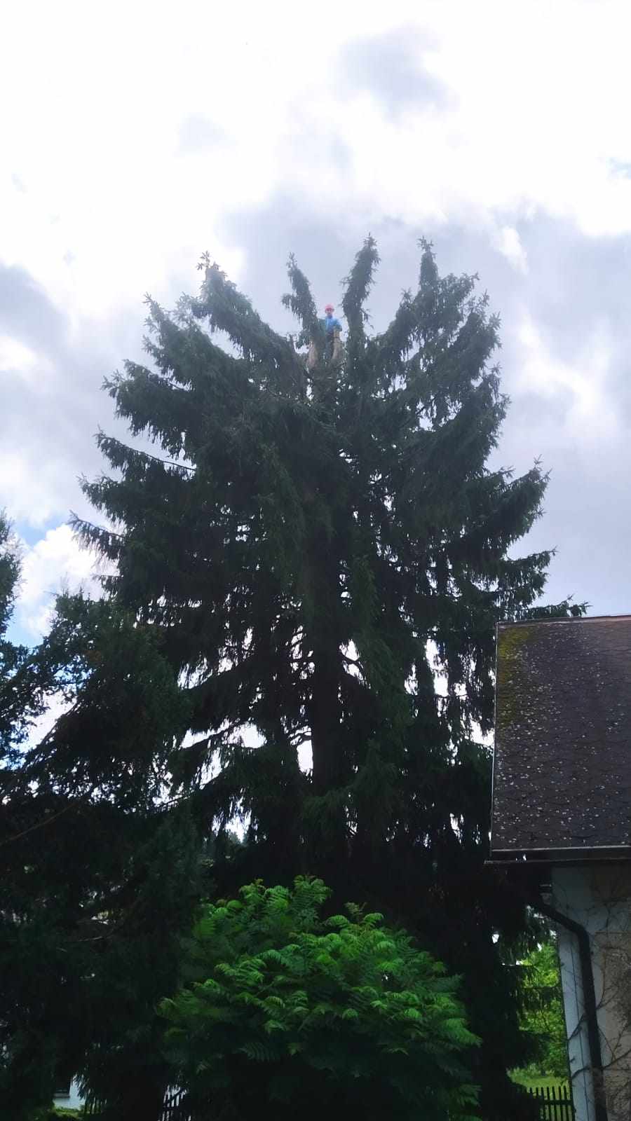 Kácení stromů - preriznuvse foto 3