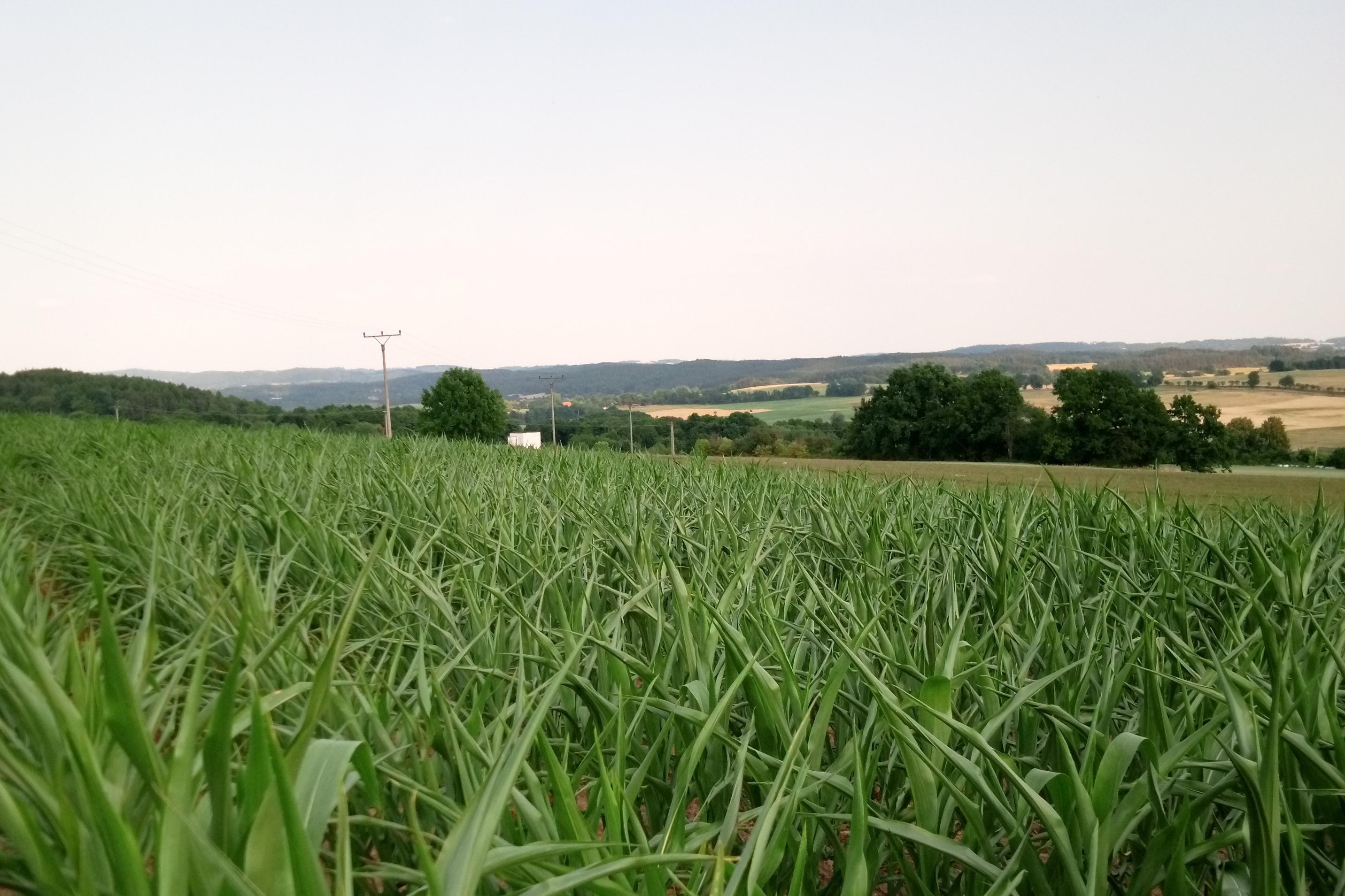 Kukuřičné bludiště Onen Svět