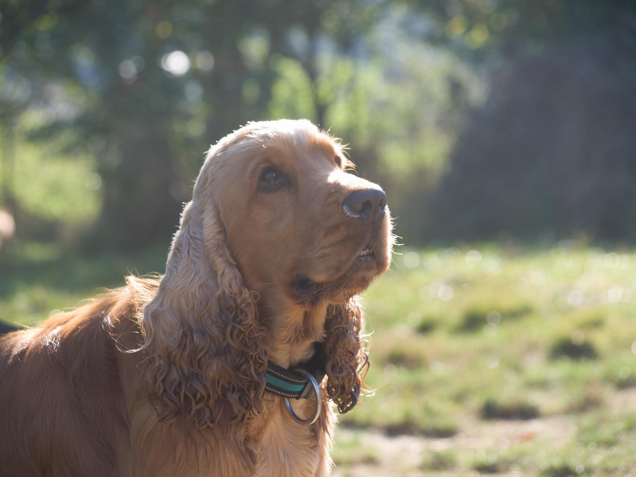 Psí hotel a školka Doghouse Rychvald foto 5
