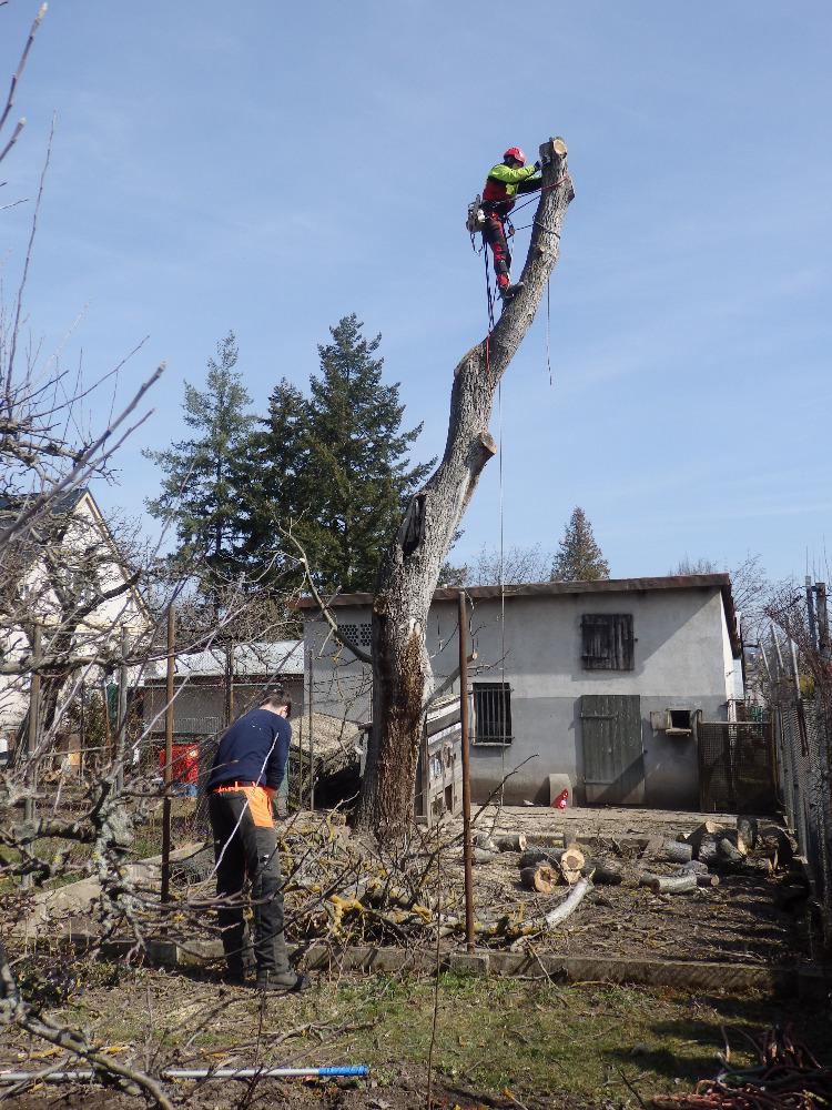 Rizikové Kácení stromů Pavel Touš foto 4