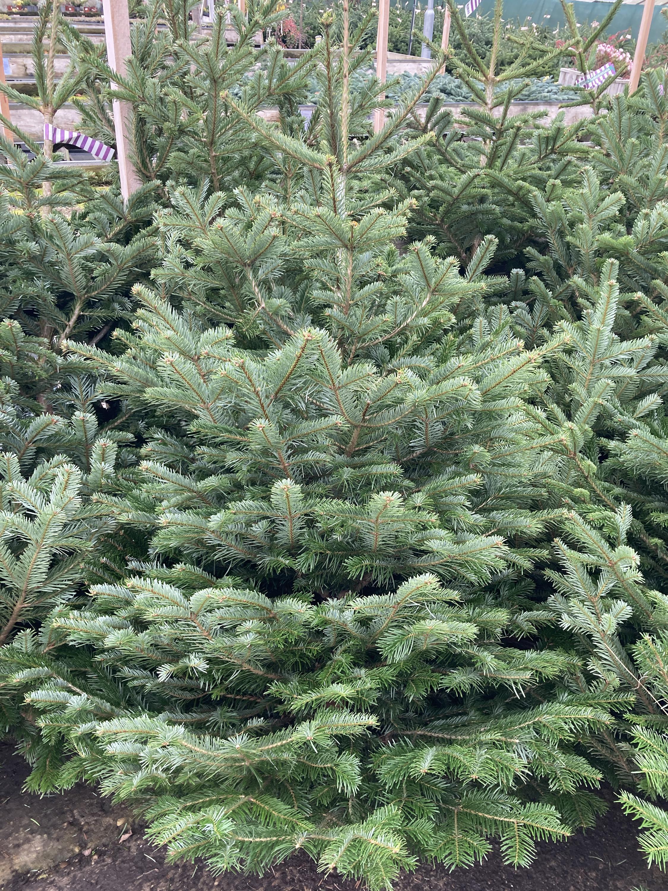 Gardeo - zahradnická společnost Černošice foto 4