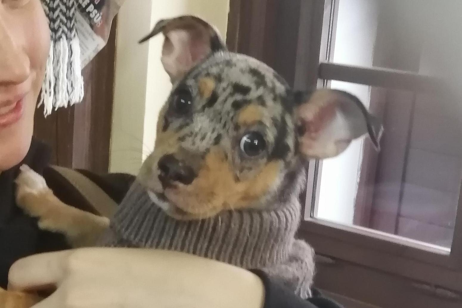 Očkování psů moderní vakcínou