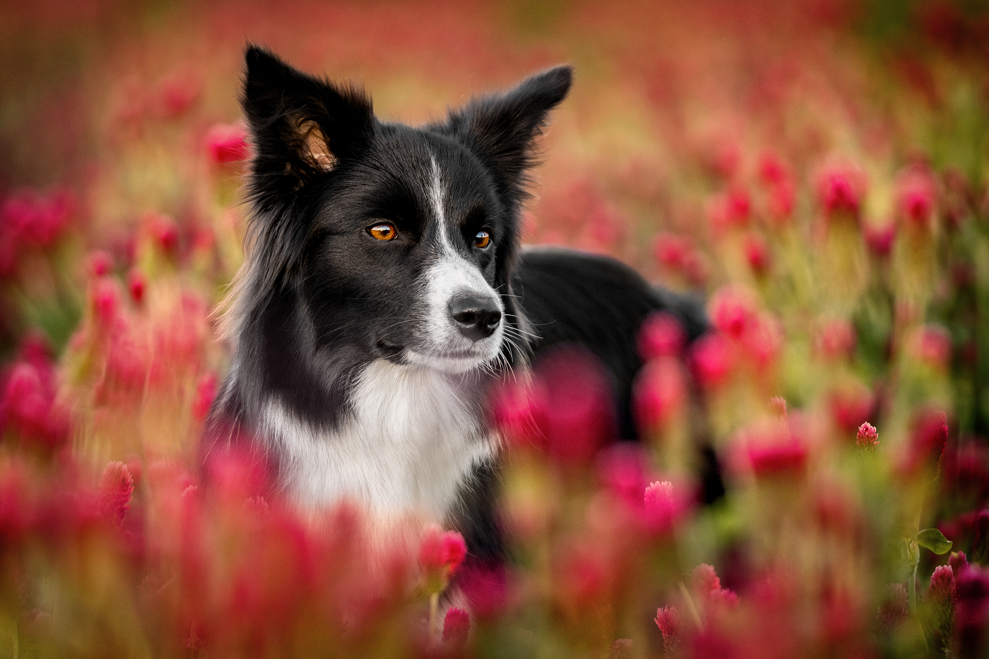 Fotografování psů v exteriéru foto 4