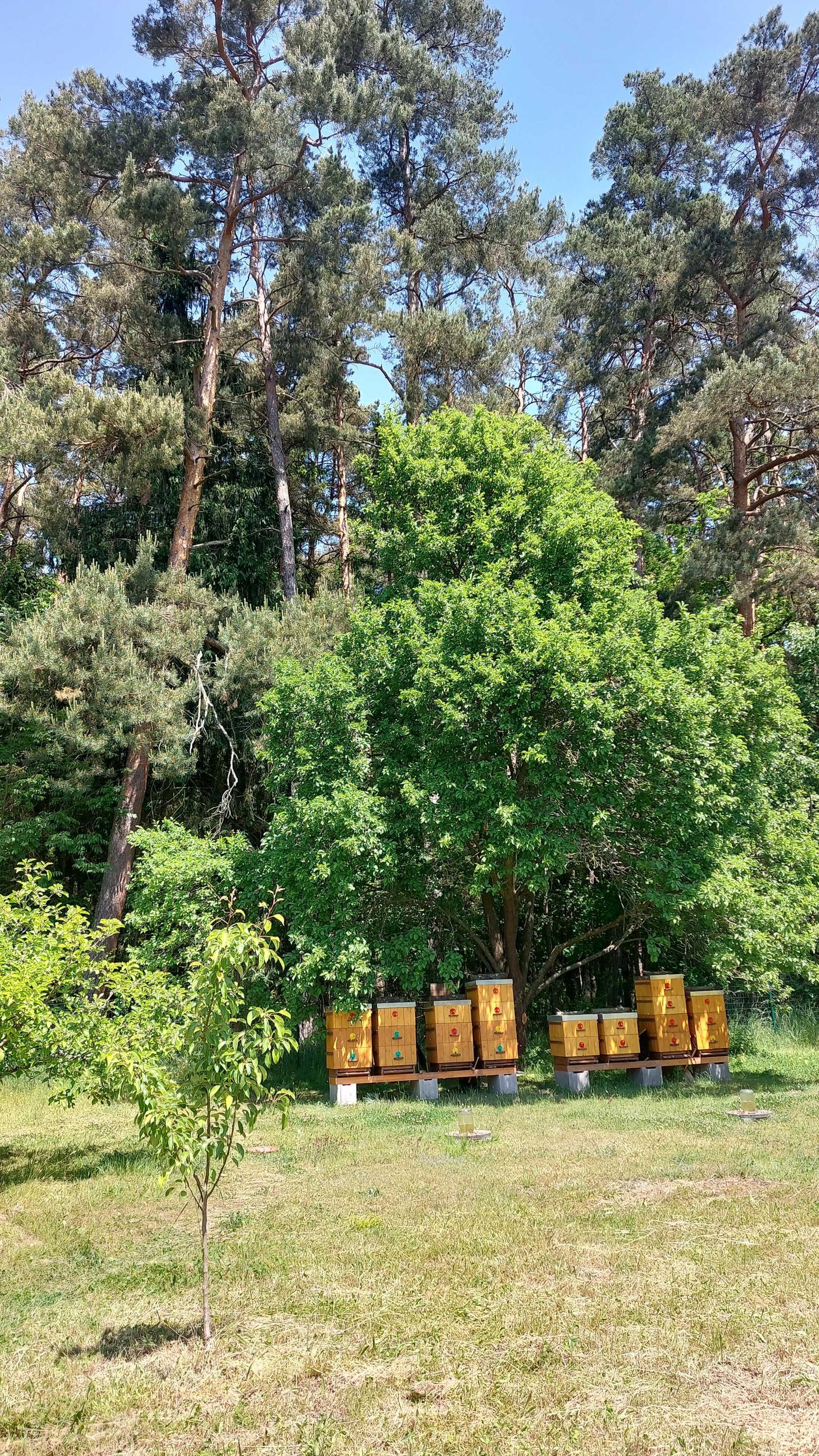 Včelařství Jiří Bečka foto 2