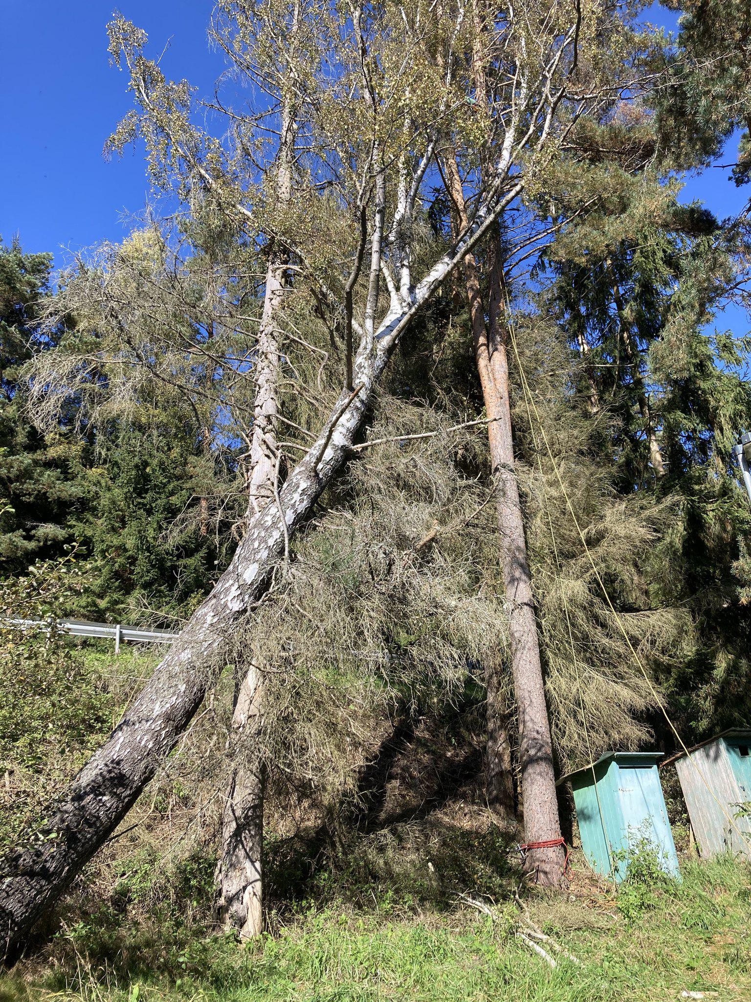 Rizikové kácení Jan Barsony Linhart foto 4