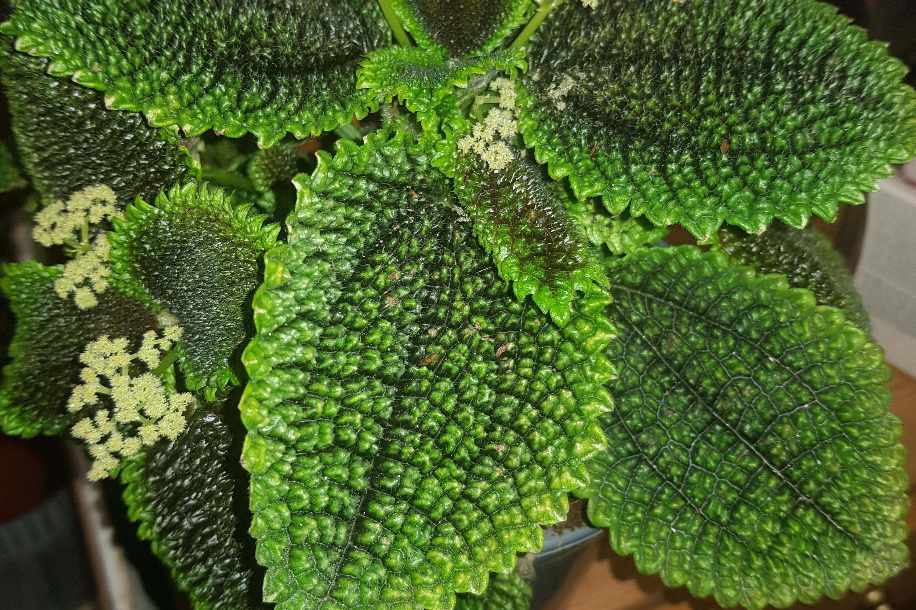 Květinářství u Soudu foto 1