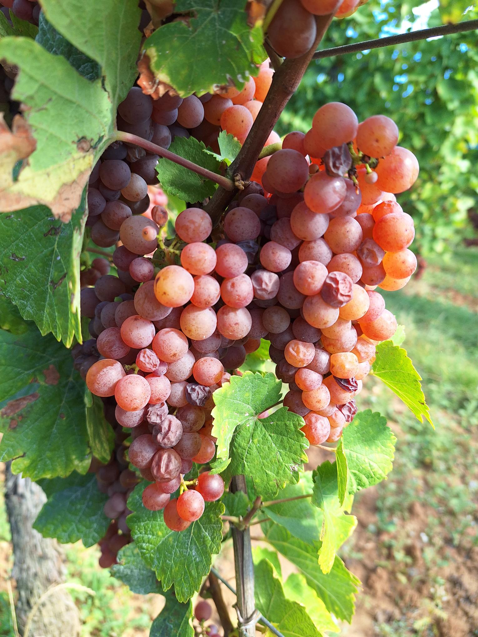 Vindalsace.cz foto 2