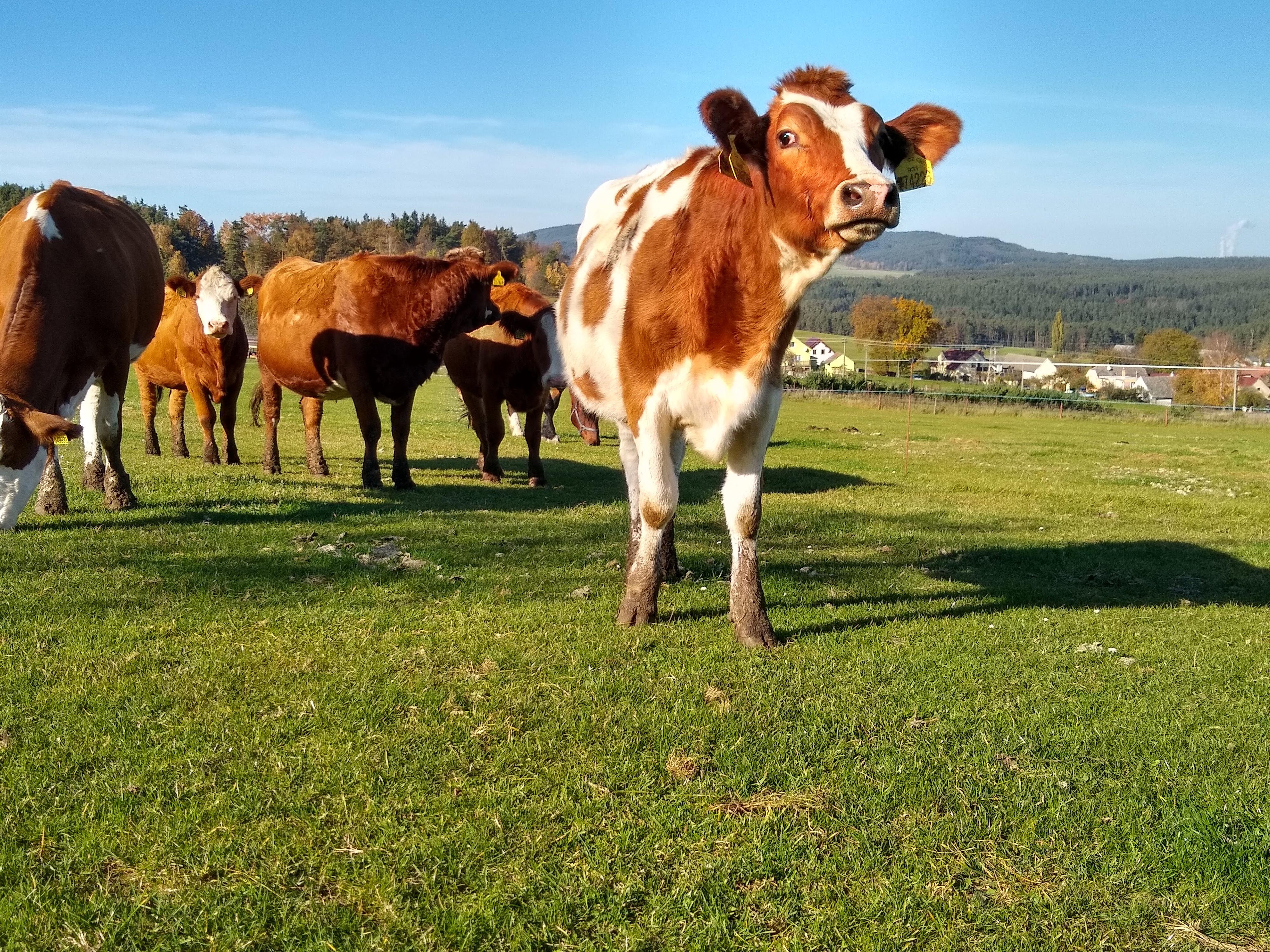 Farma Třísov foto 3