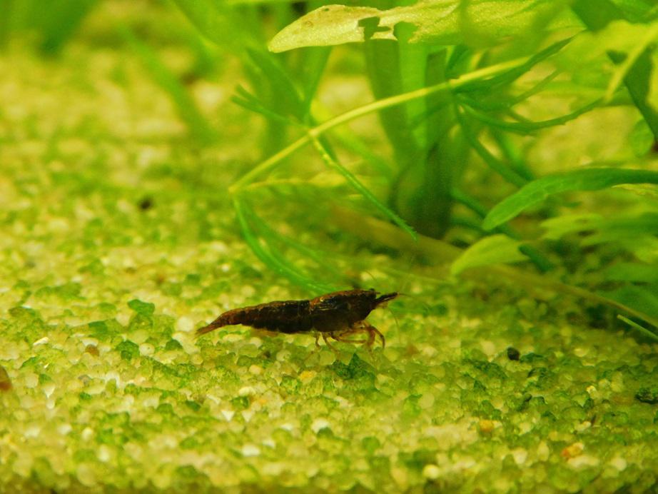 Akvarijní ryby Kula foto 5