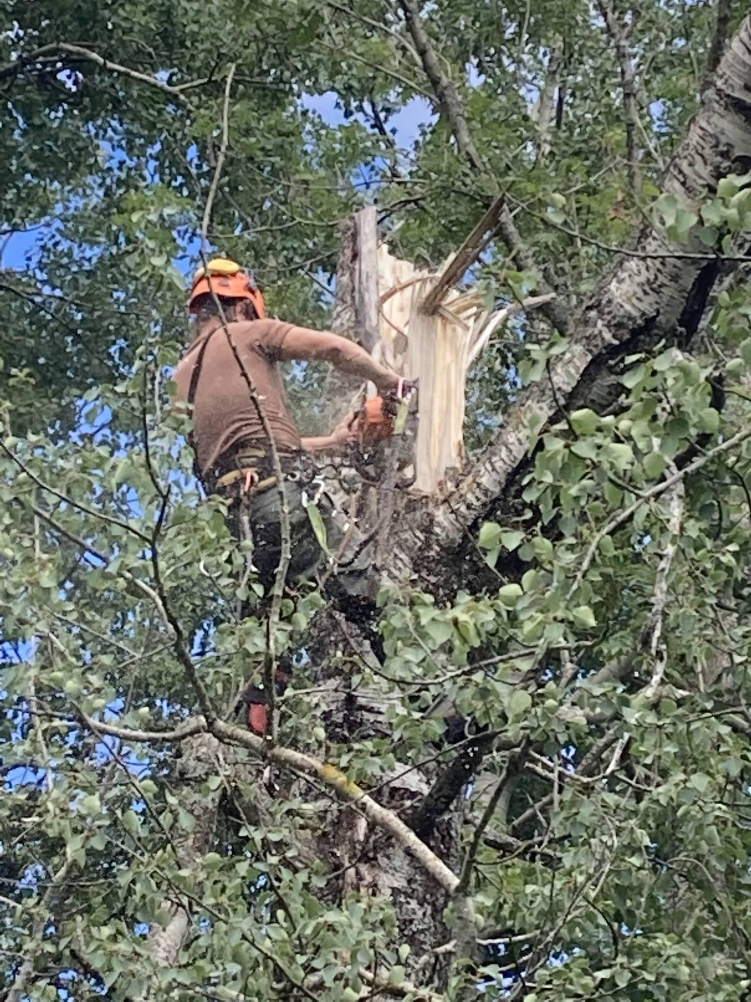 Rizikové kácení Jan Barsony Linhart foto 5