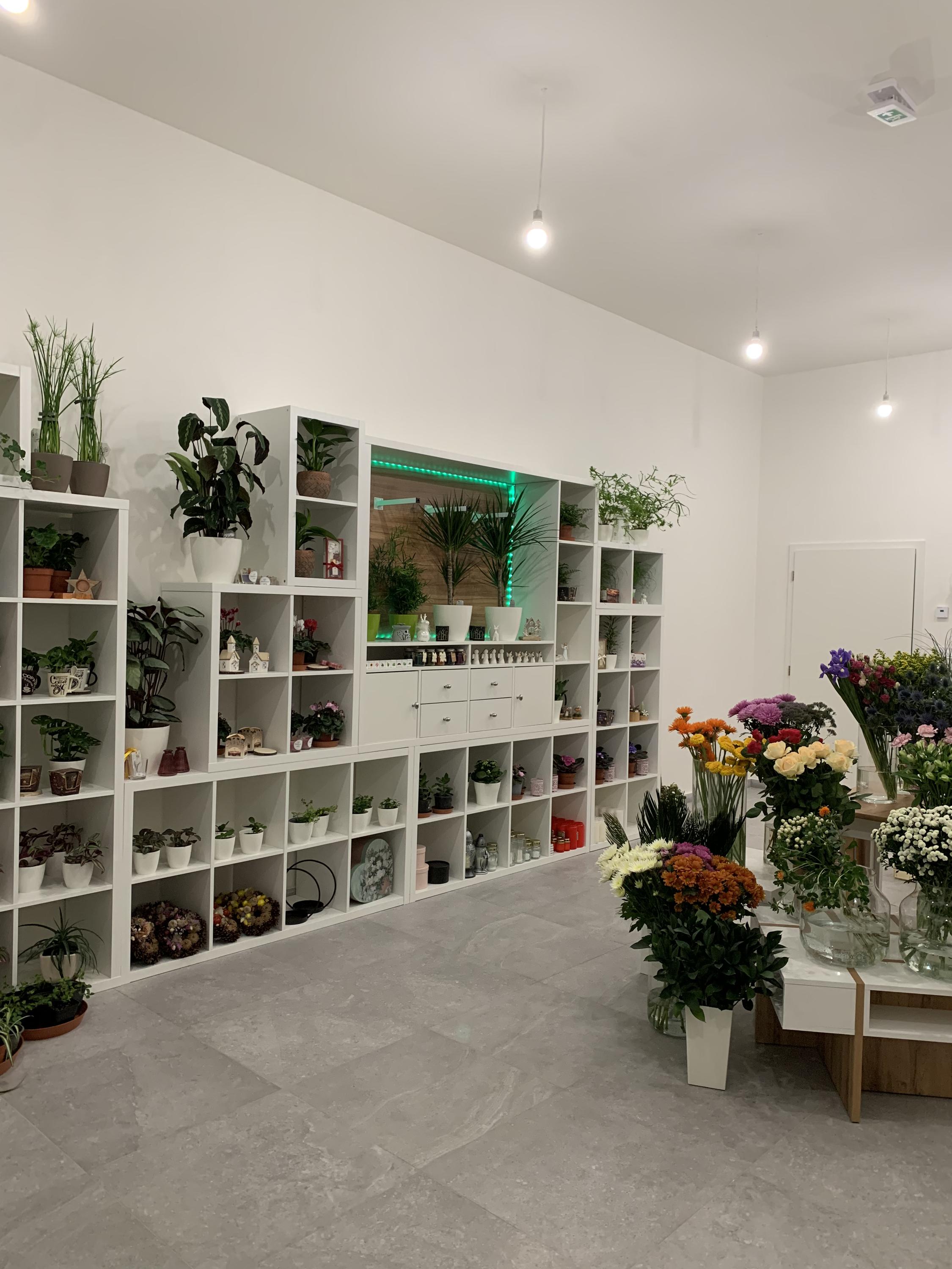 Kačenčino kvítí foto 2