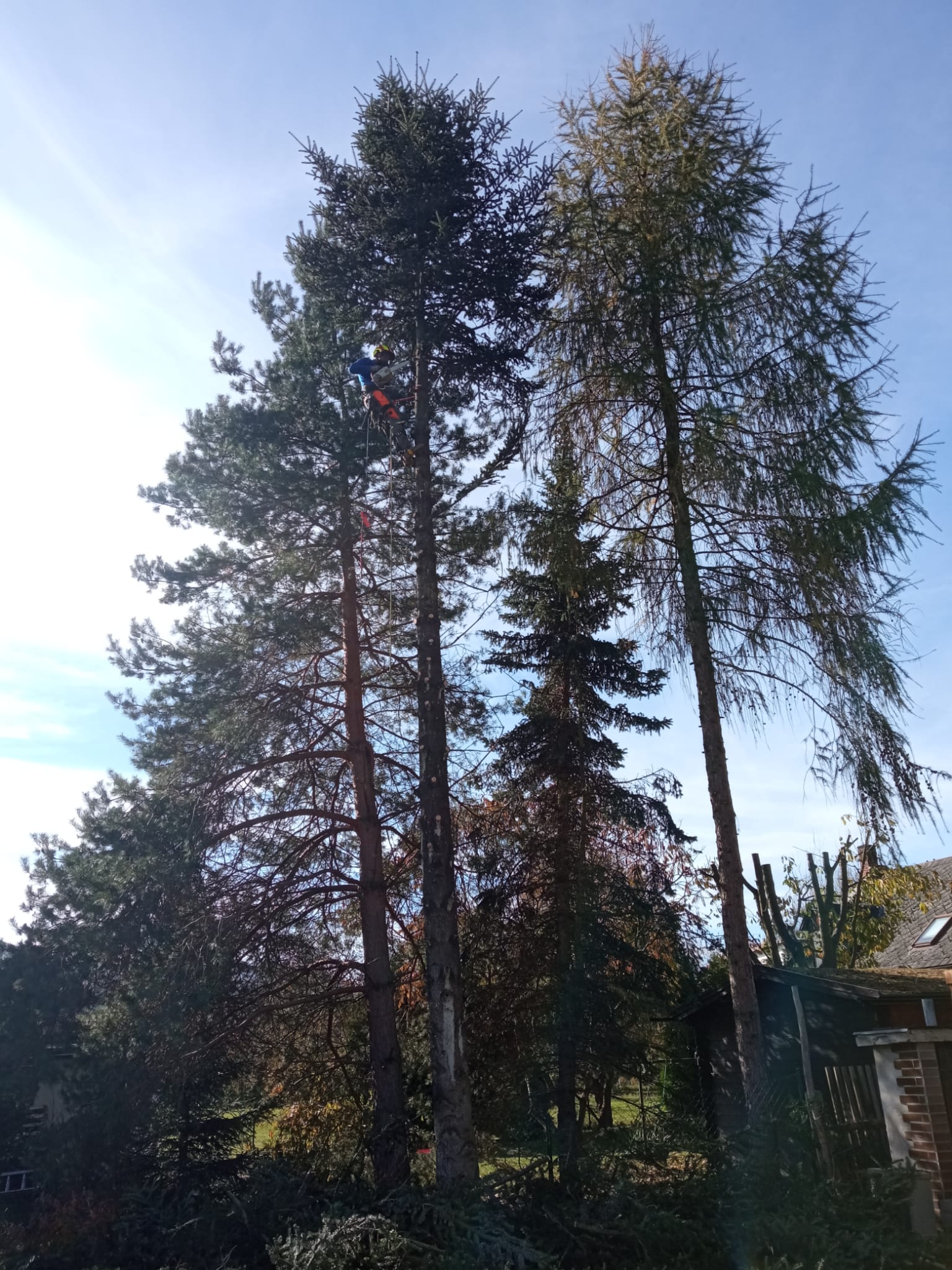 Rizikové kácení - MB Forest foto 4