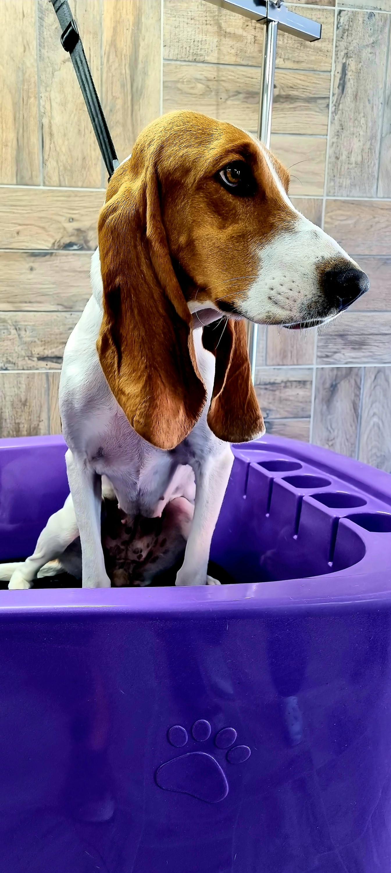 Psí Salon Jessie foto 4