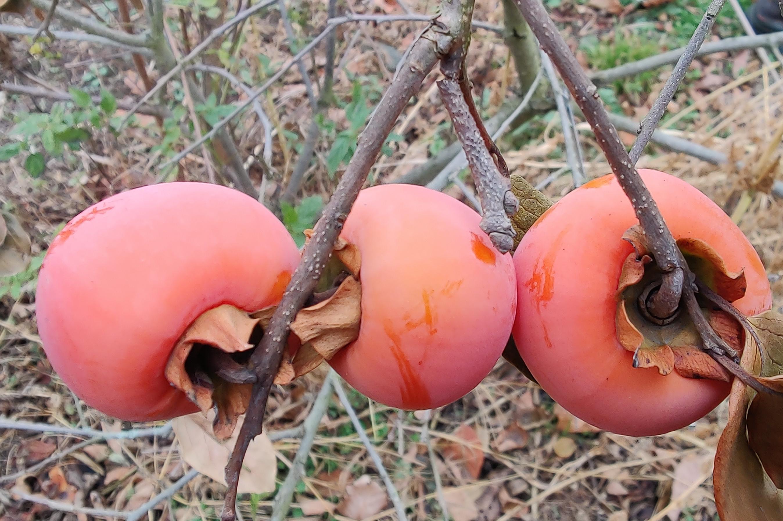 Netradiční Ovoce - Ing. Martin Stanko