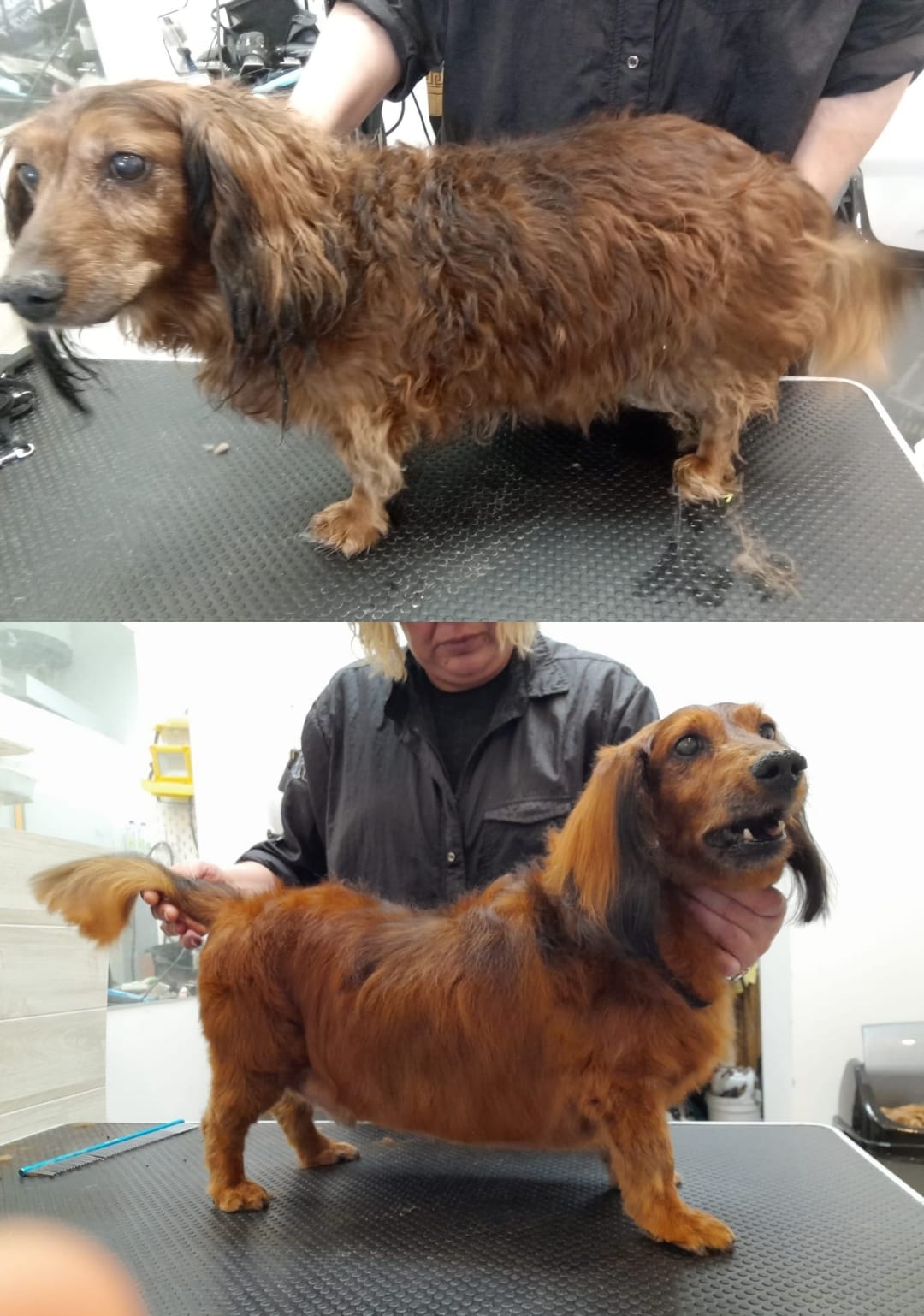 Salón Psí krása - Grooming Salón foto 3