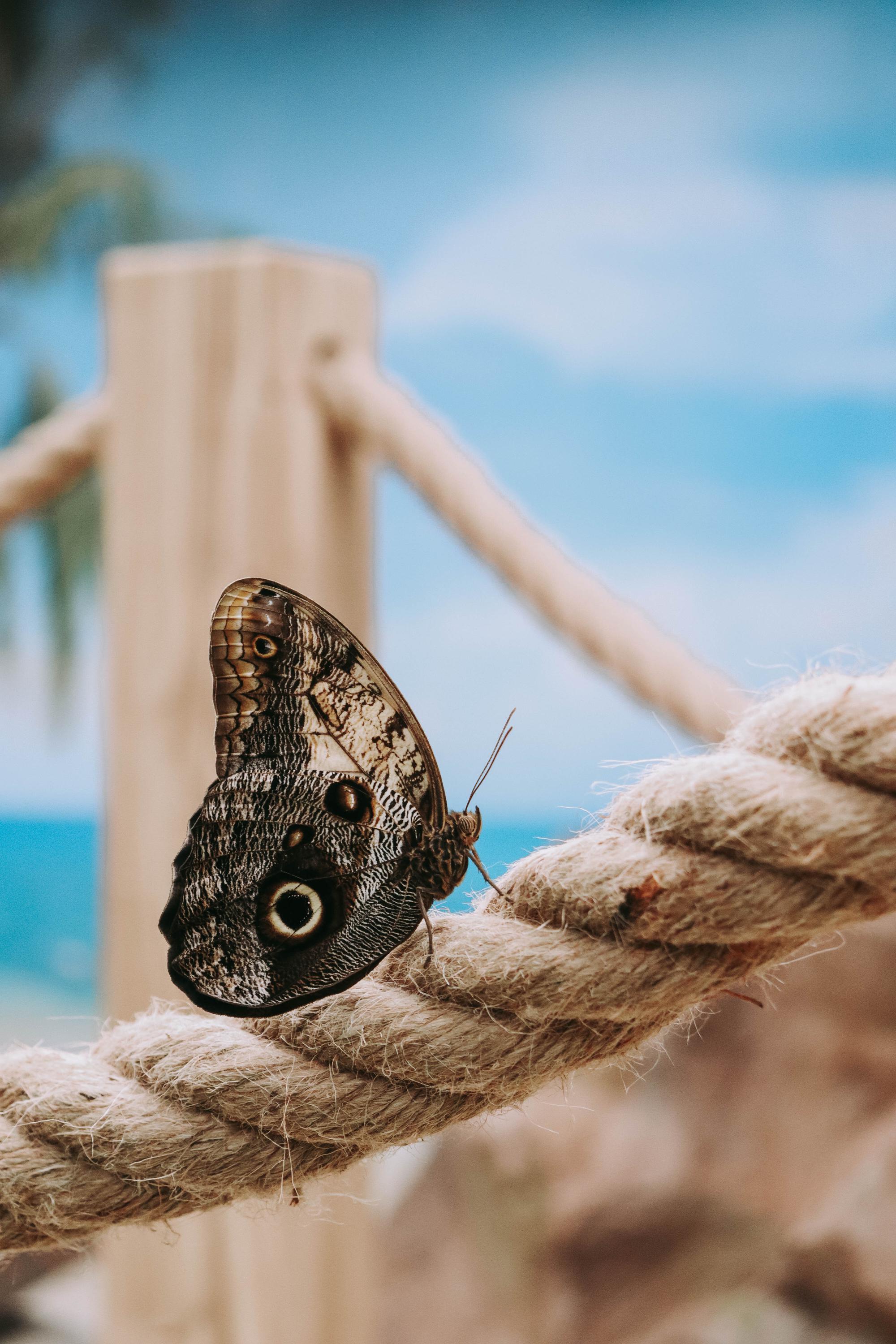 Papilonia - motýlí dům Ostrava foto 2