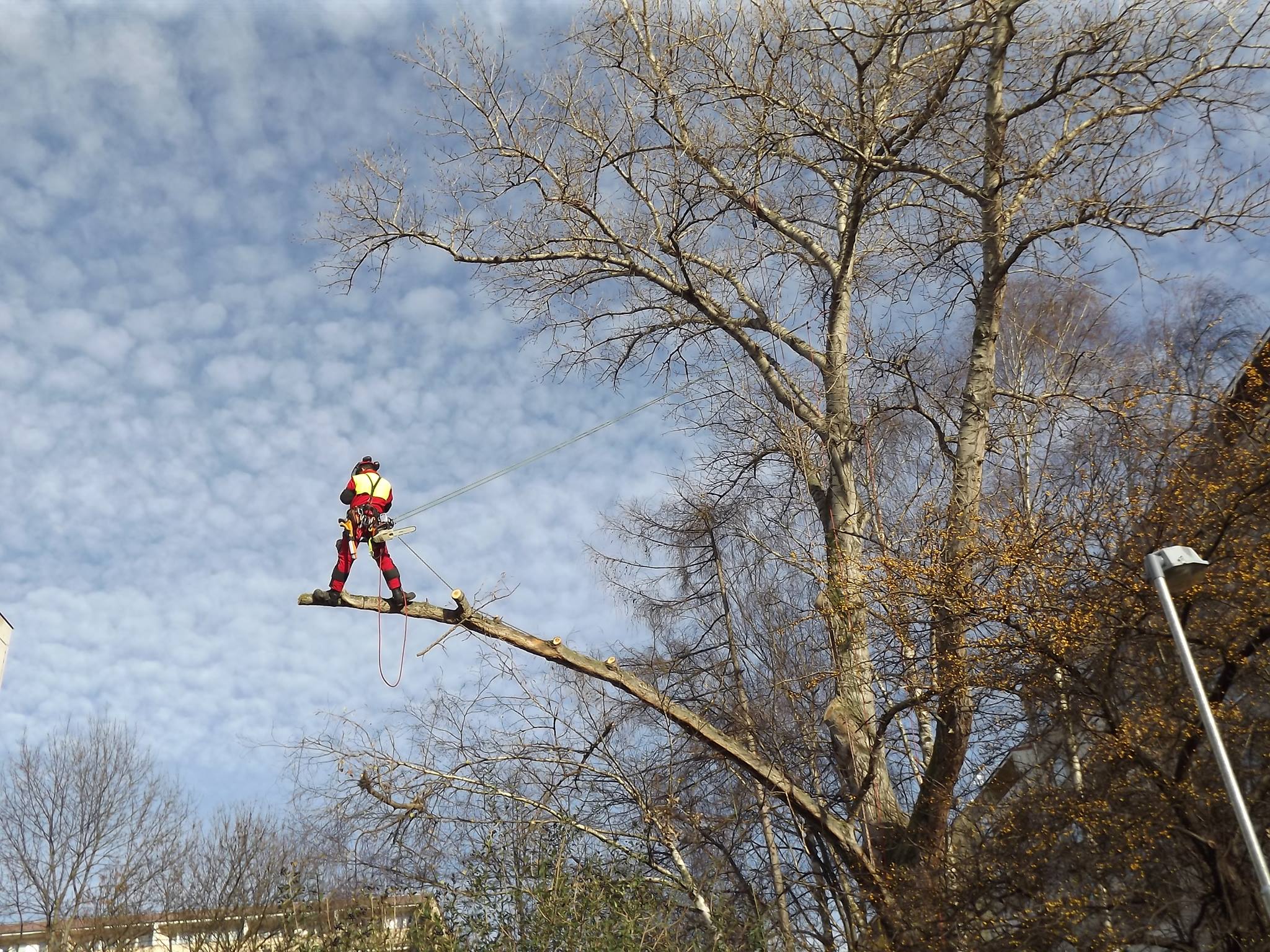 Ondřej Záhora - Arboristická činnost foto 4