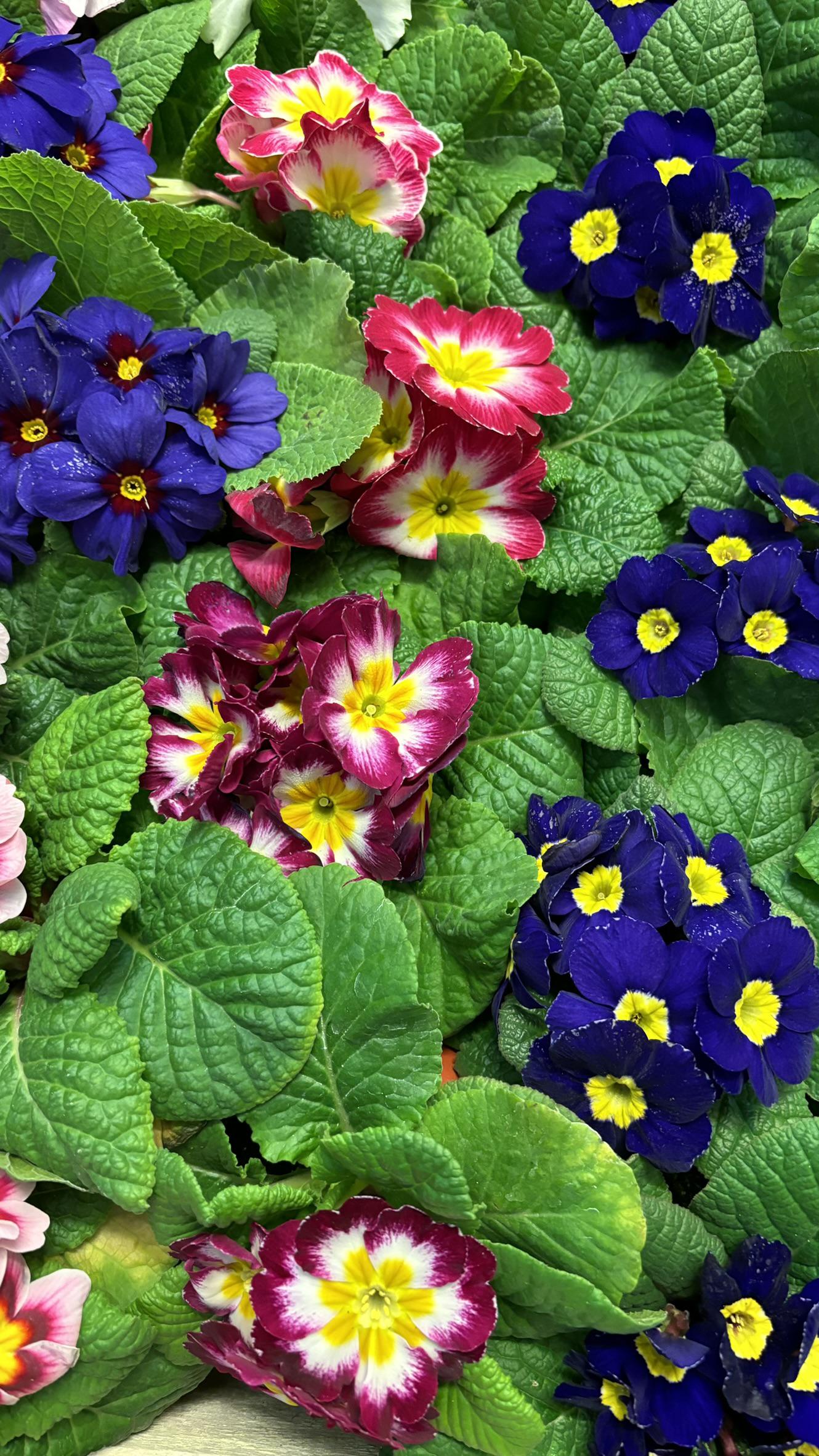 Květinářství kytku.cz foto 4