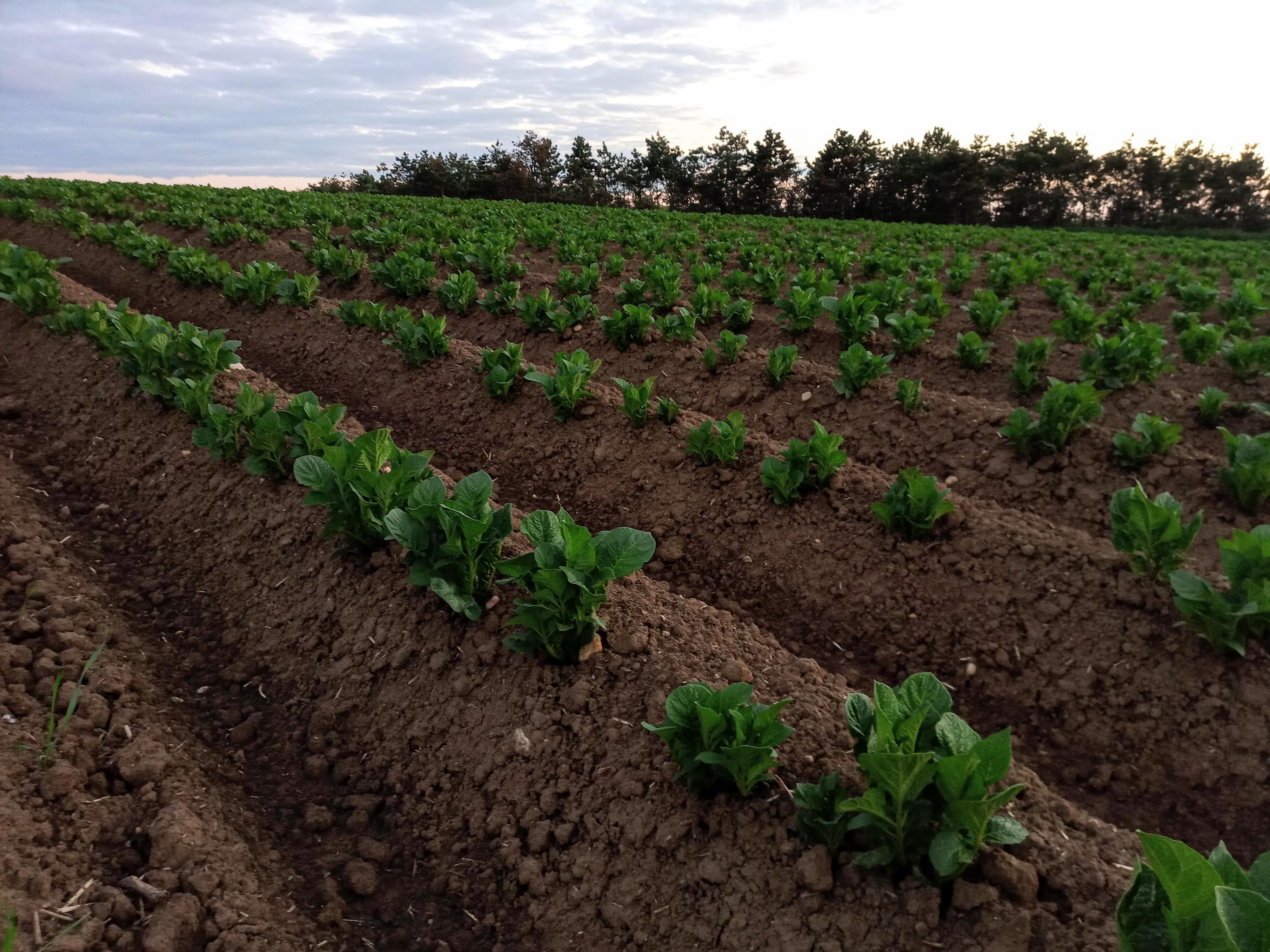 Jaroslav Kubíček - zemědělská farma foto 2