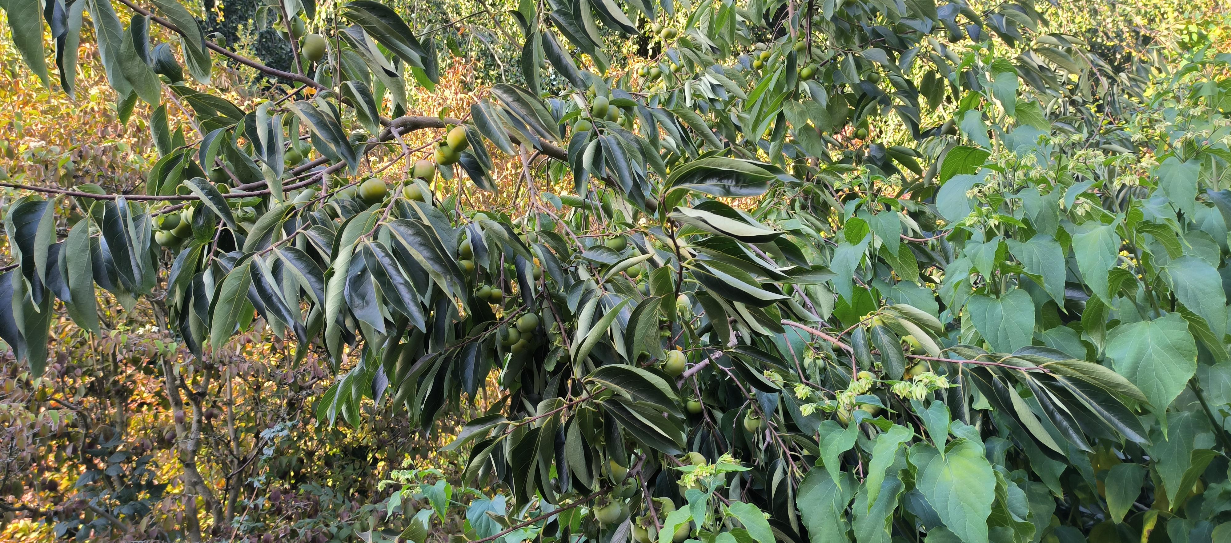 Botanická zahrada foto 4