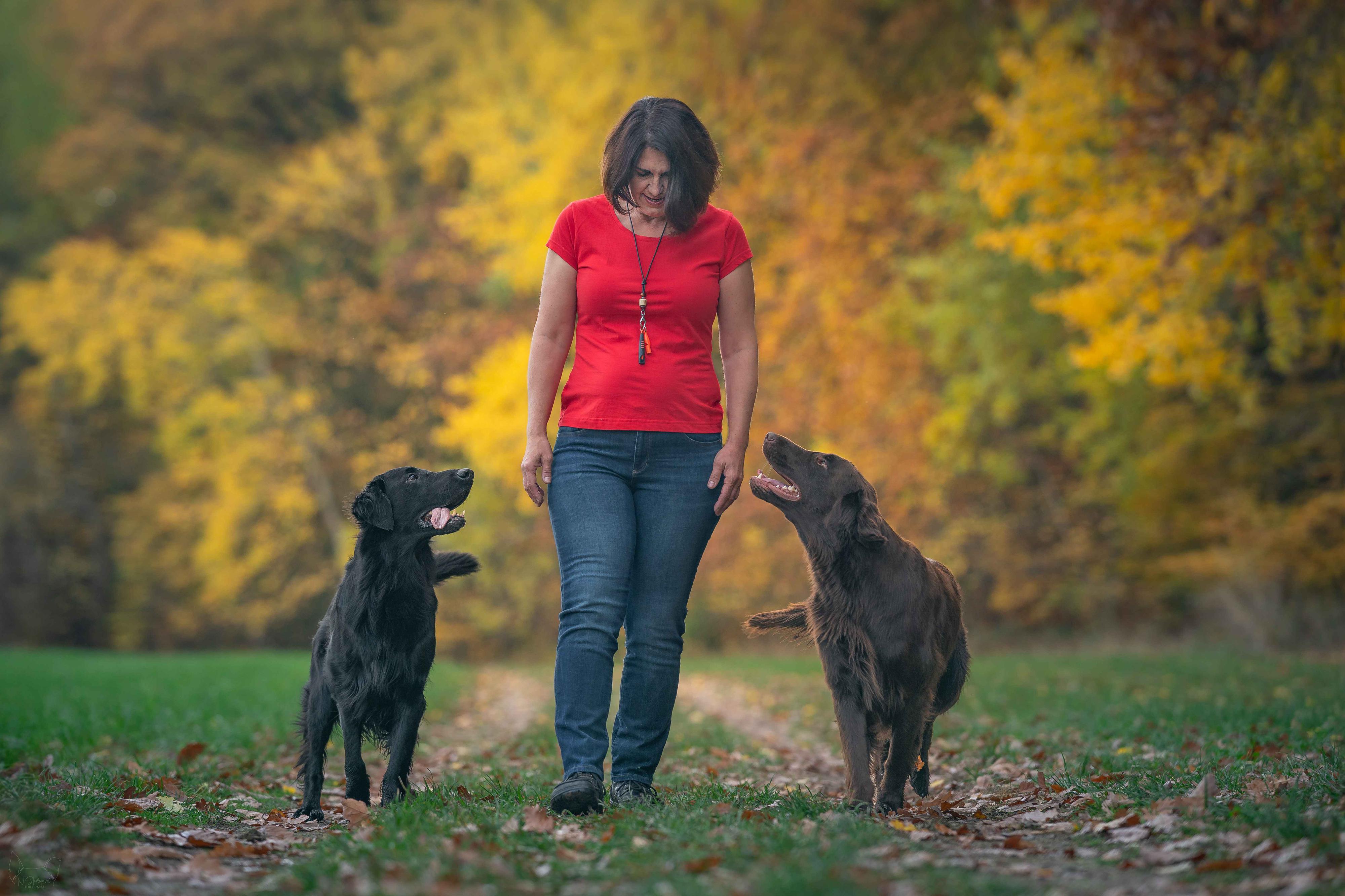 Výcvik retrieverů s Romanou