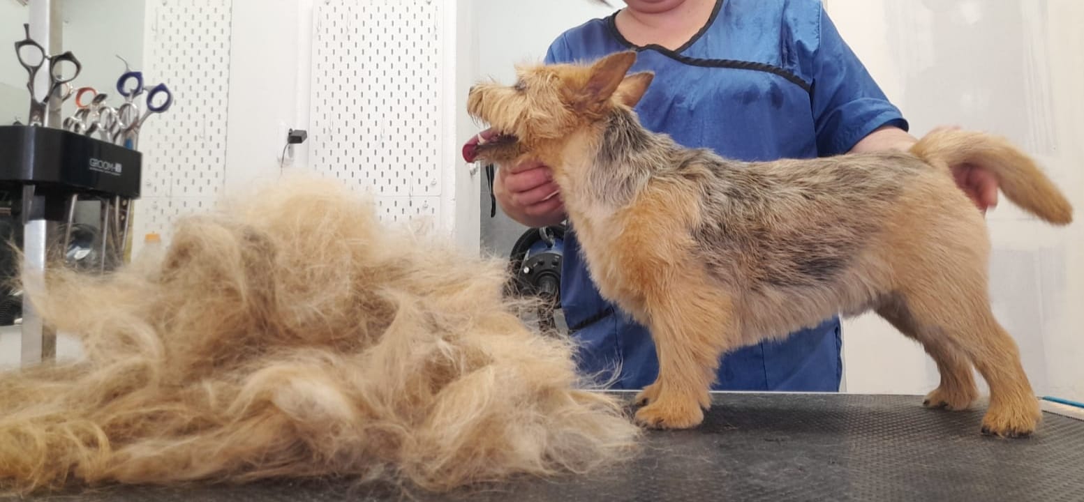 Salón Psí krása - Grooming Salón foto 4