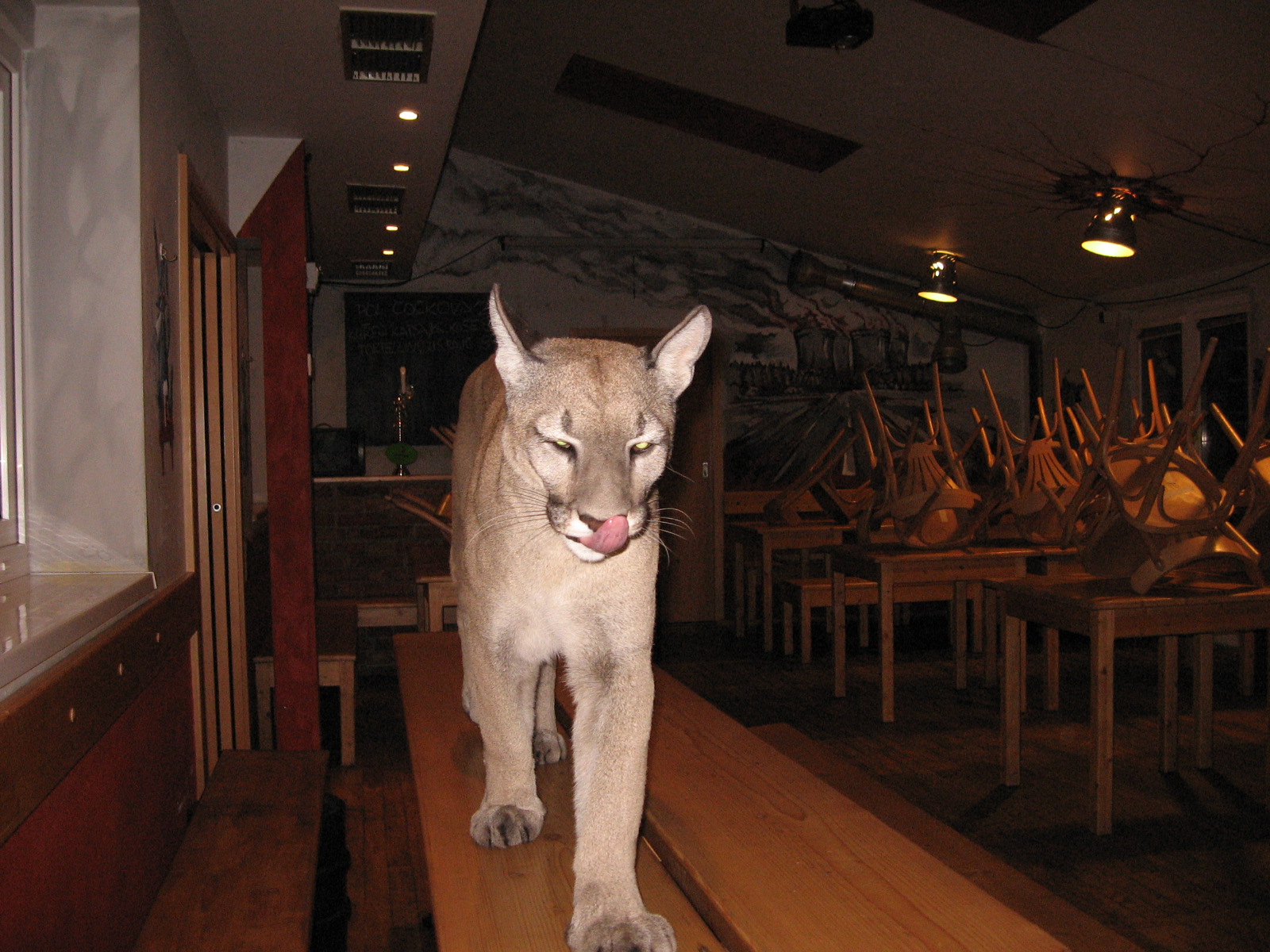 Puma Place Club foto 3