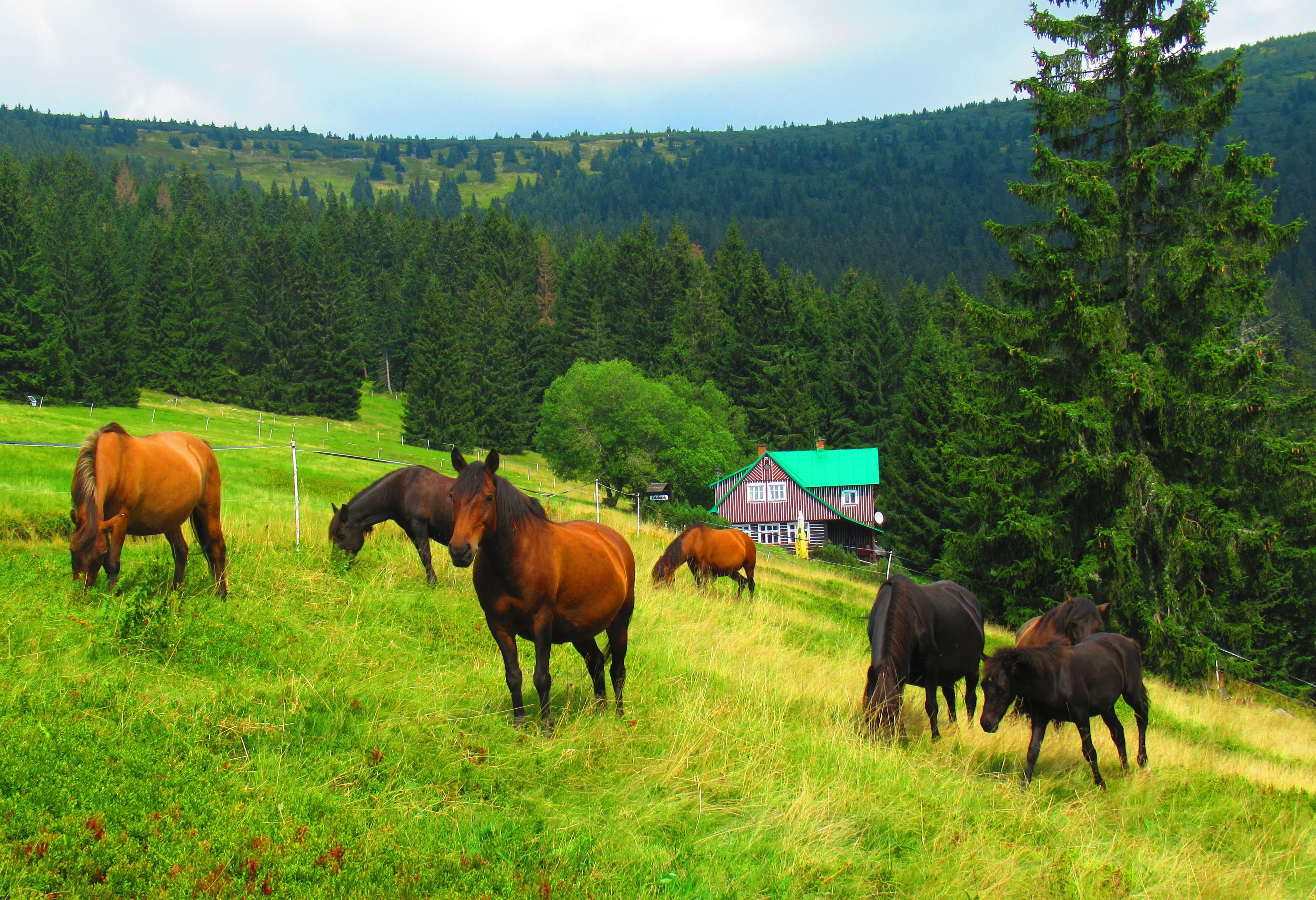 Horská chata Erlebach foto 3